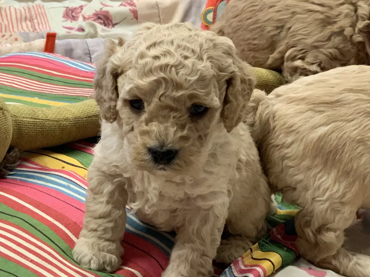 Billede 5 - Amerikanske Cockerpoo babyer 
