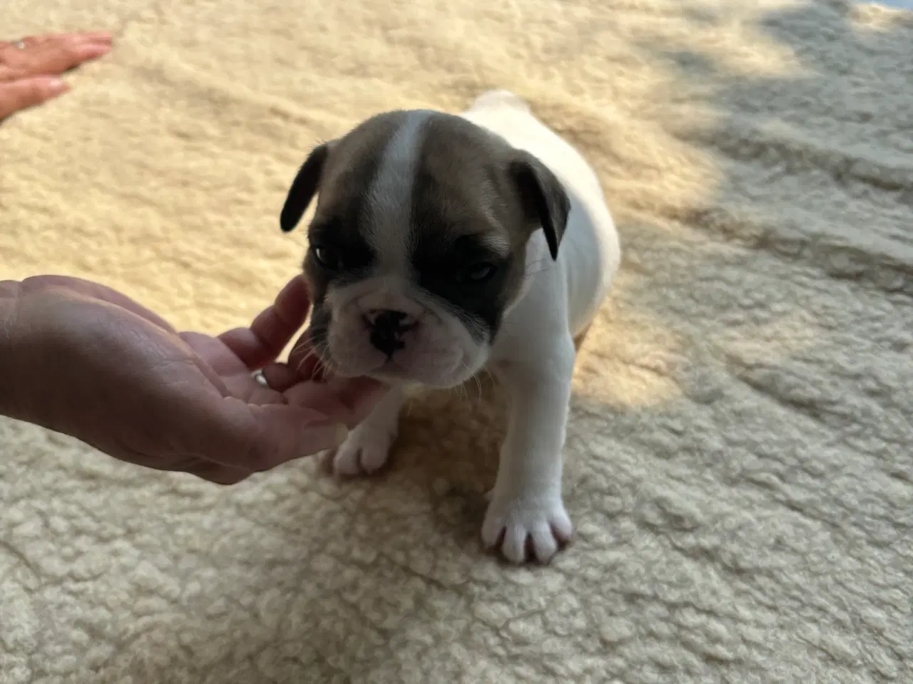 Billede 4 - Franske bulldog hvalpe