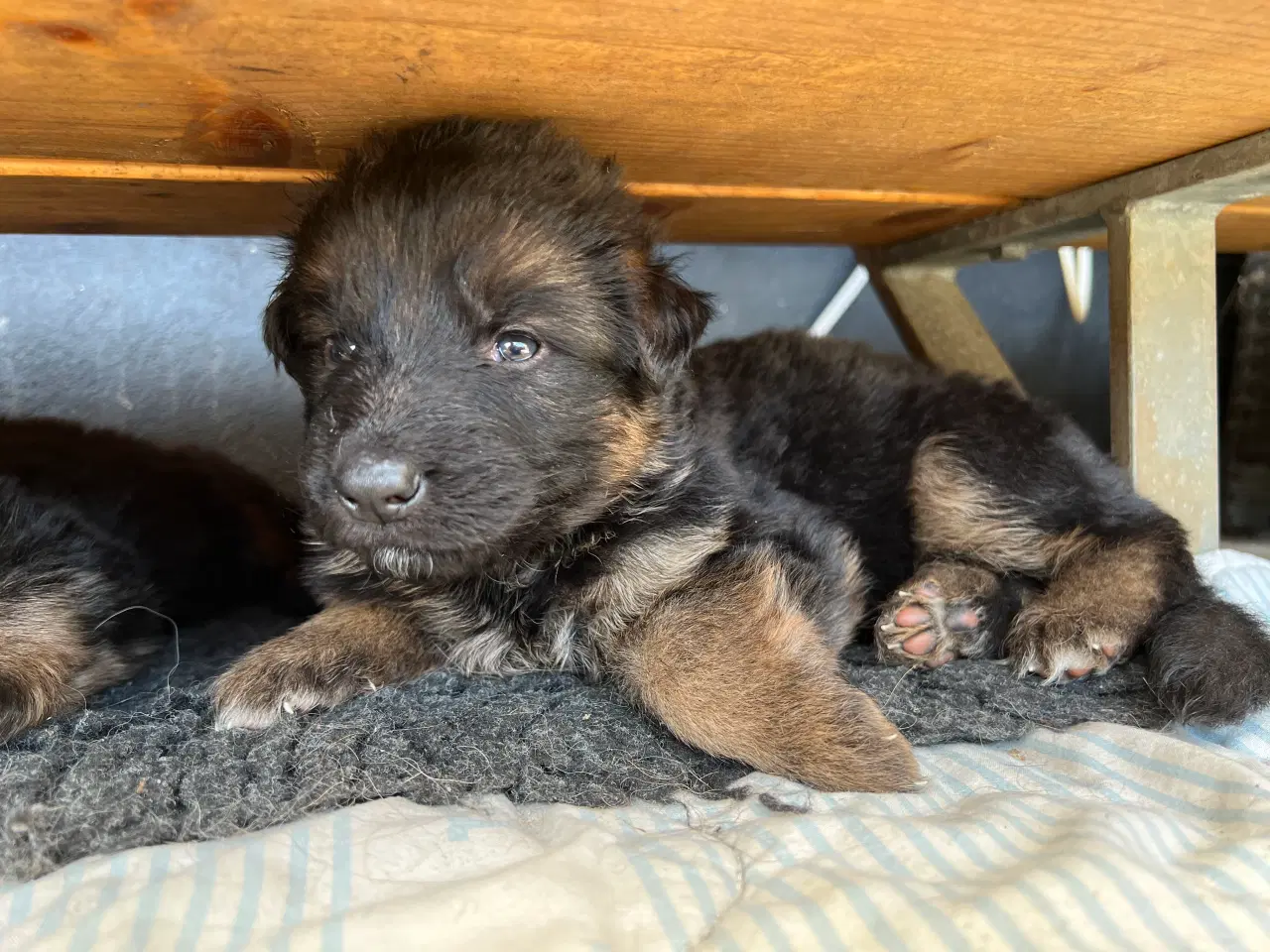 Billede 2 - 5 uger gamle ægte langhåret schæferhvalpe sælges, 