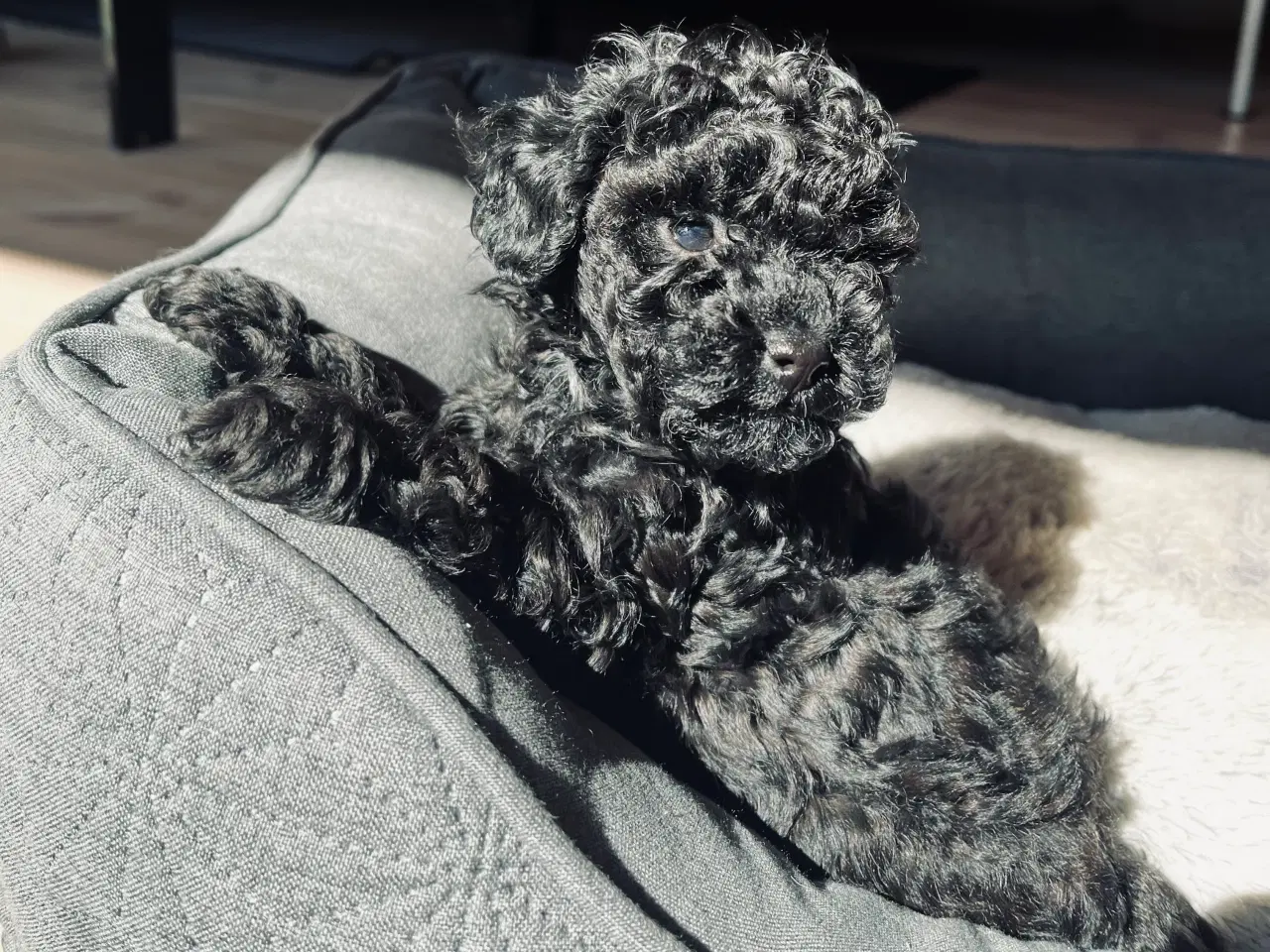 Billede 1 - Toy puddel hvalpe sælges