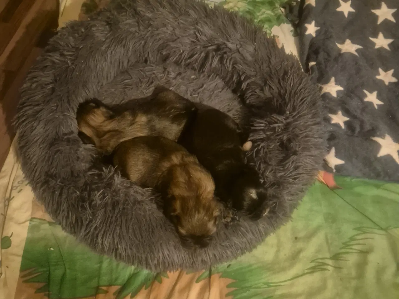 Billede 3 - Absolut Sødeste Lhasa Apso Hvalpe