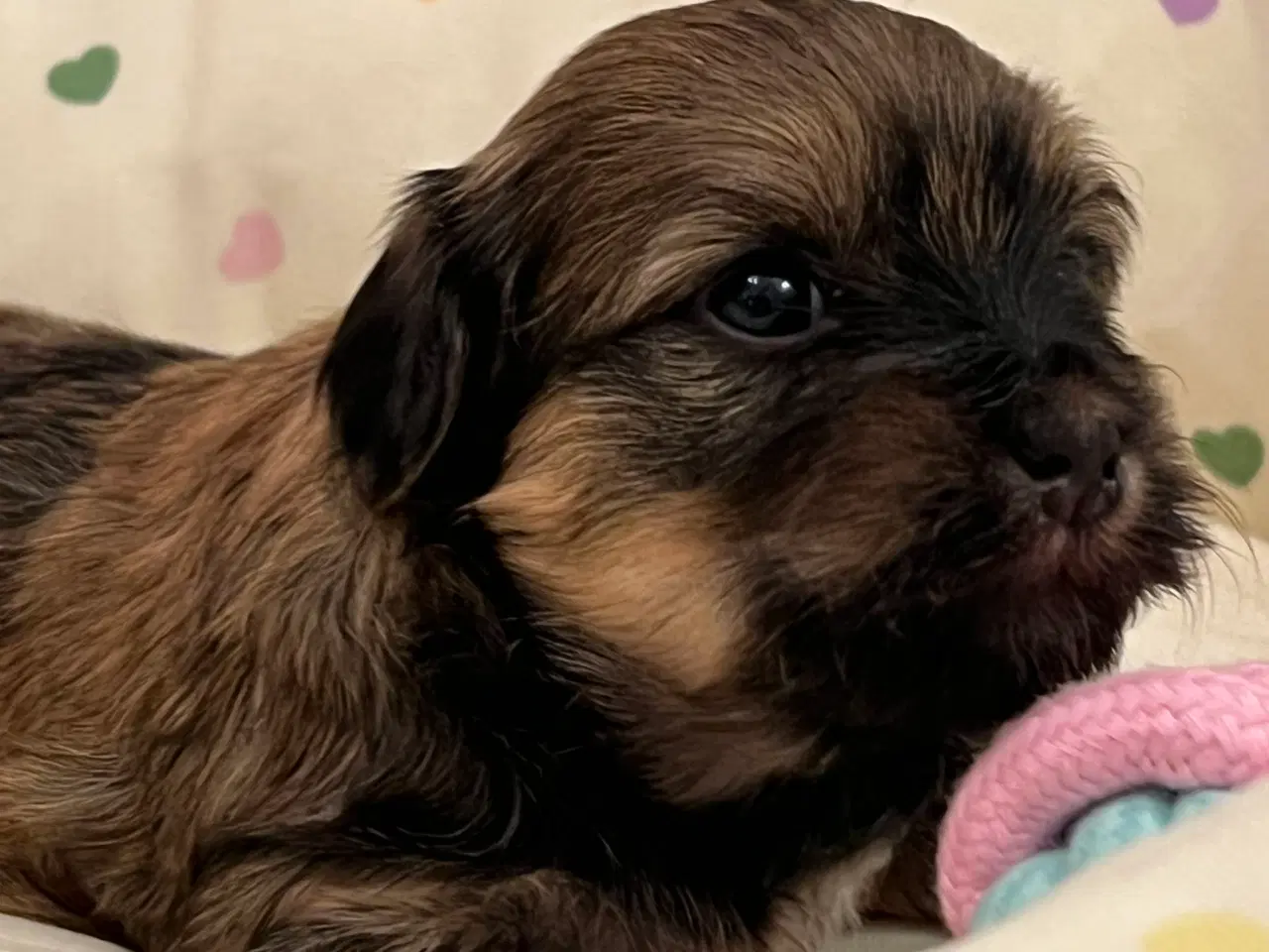 Billede 12 - 💕Skal Wilma være din 💕