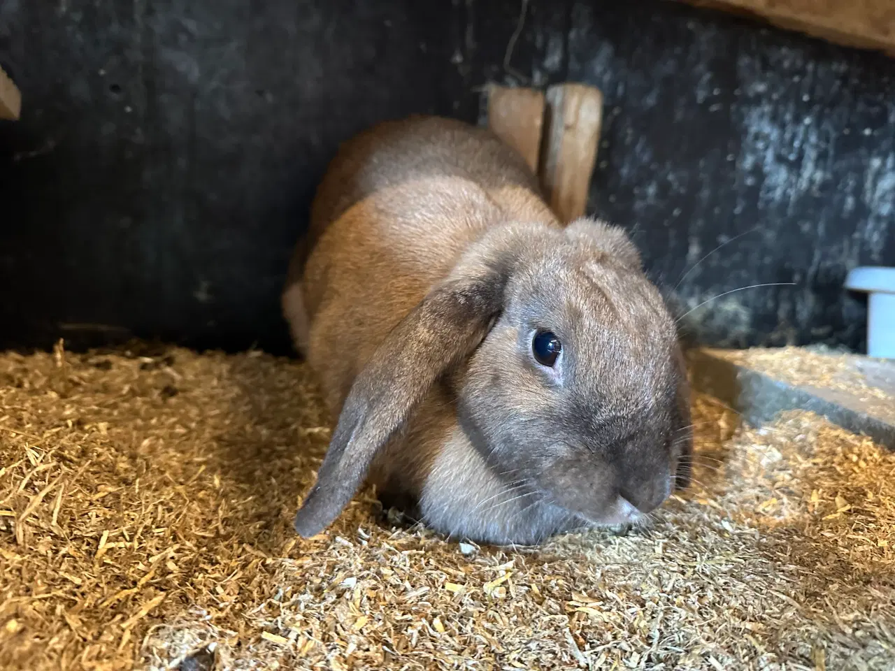 Billede 3 - Kælen og tam hun kanin