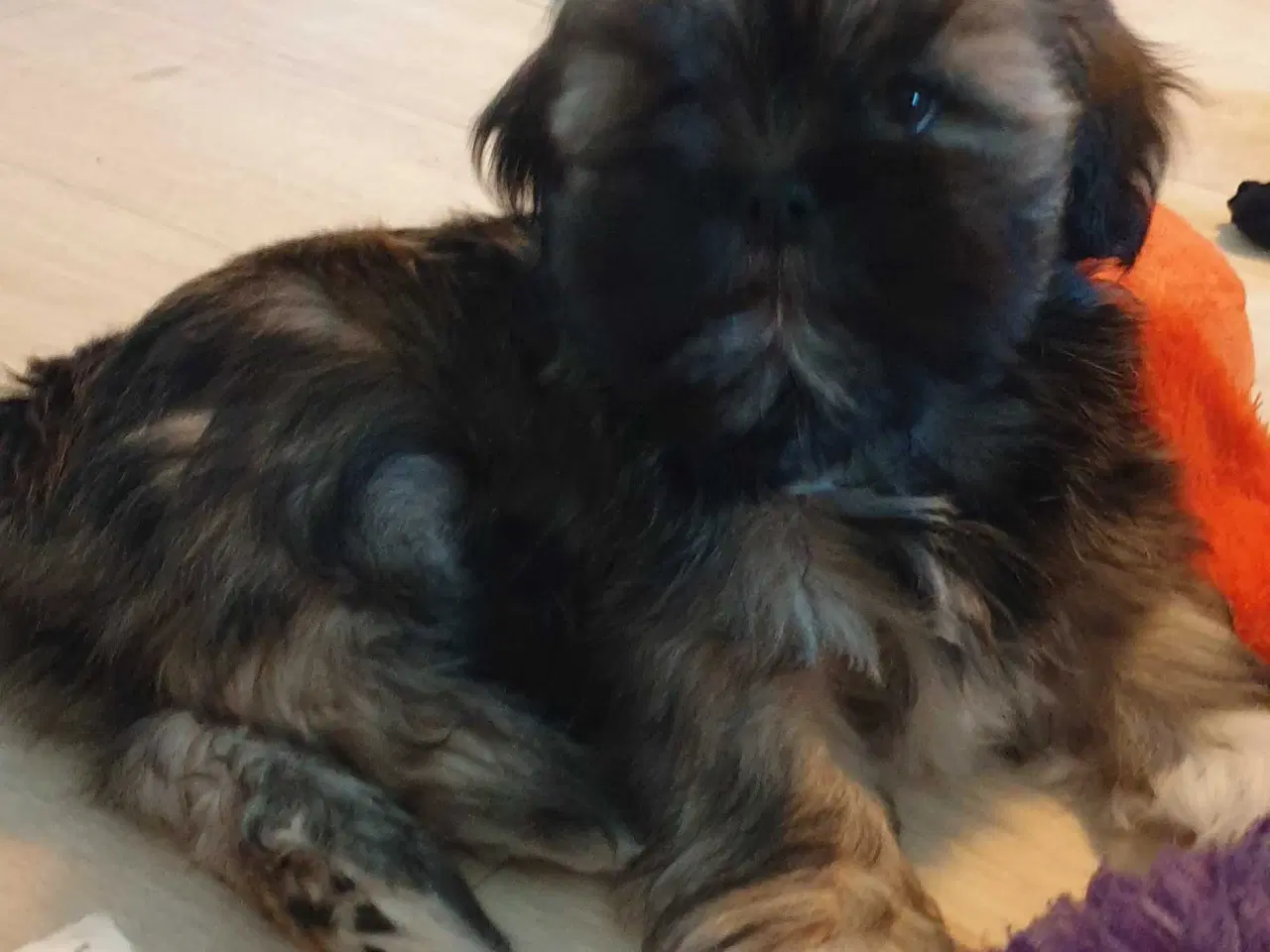 Billede 5 - Lhasa Apso - smukke Harley 🐾💕