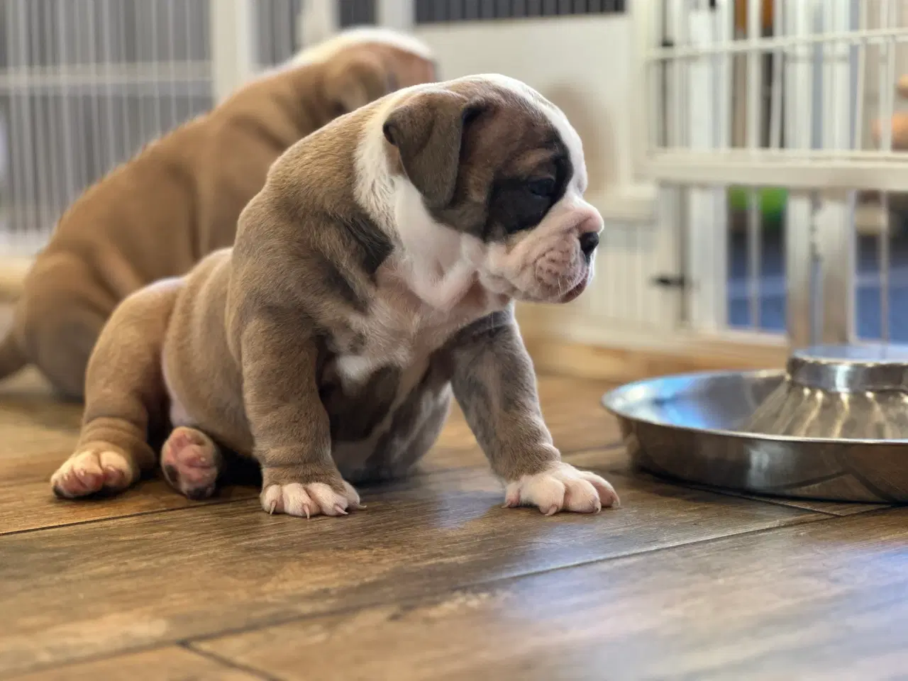Billede 6 - Old English Bulldog 