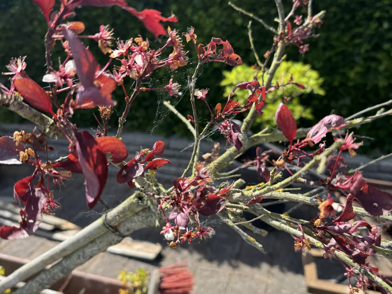 Billede 2 - Blod blommetræer