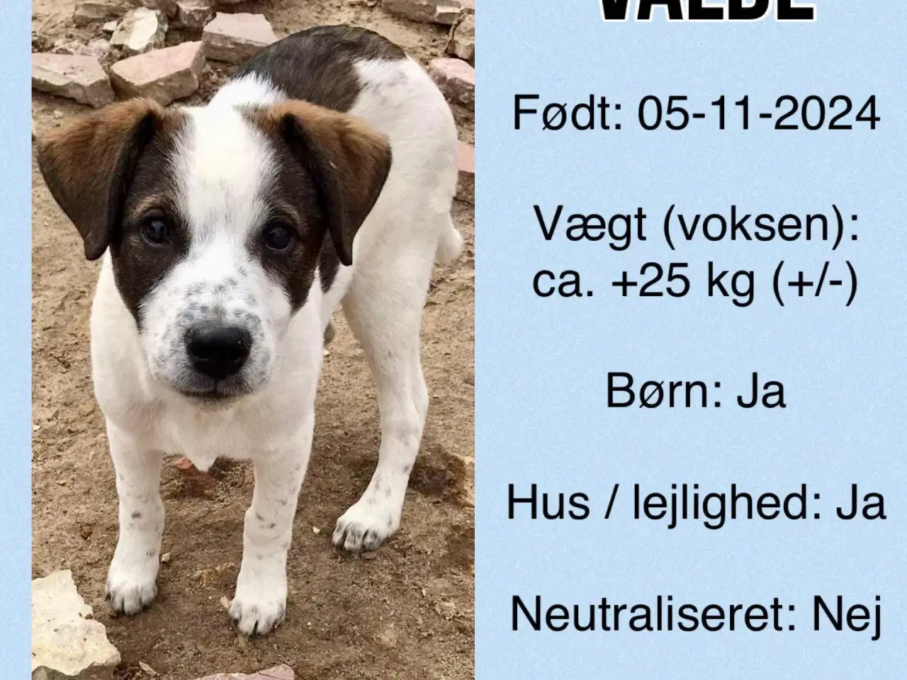 Billede 3 - Valde, Valde, Valde, kalder på diiig