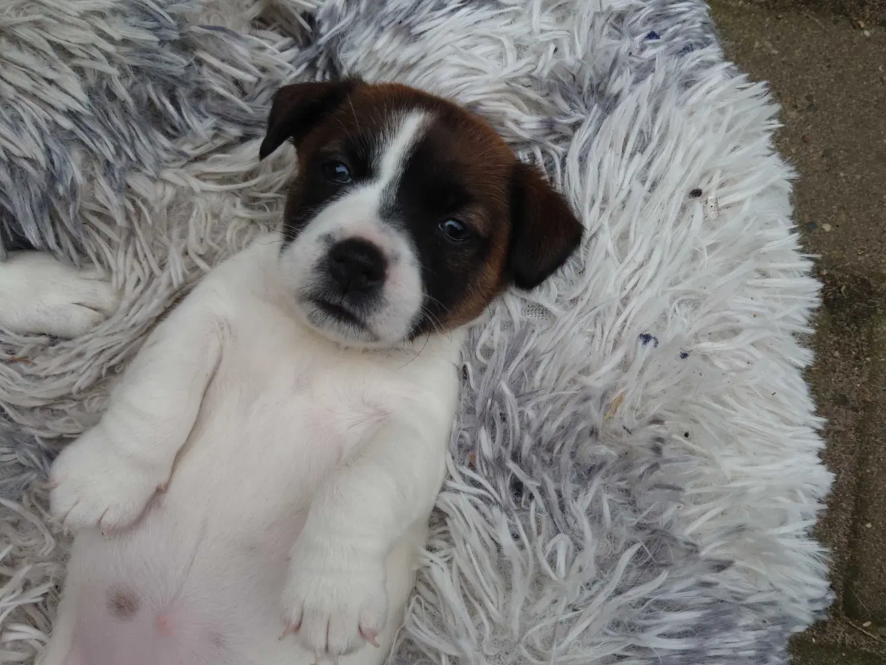 Billede 4 - Jack Russel hvalp (lav benet type).