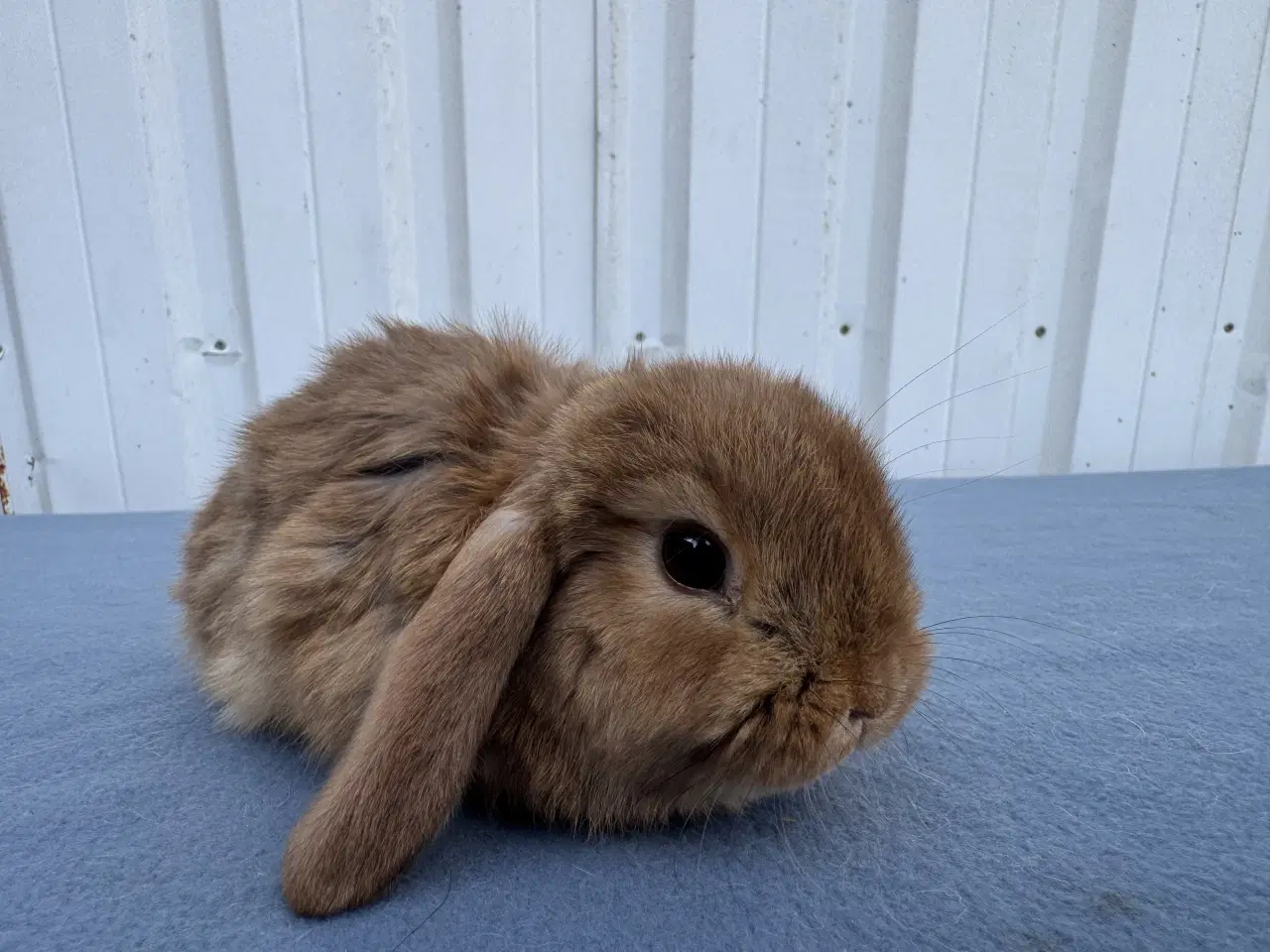 Billede 3 - Dværgvædder hunkanin