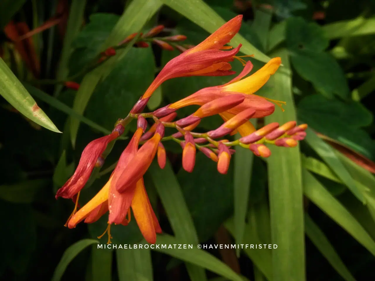 Billede 1 - Montbretia orange 