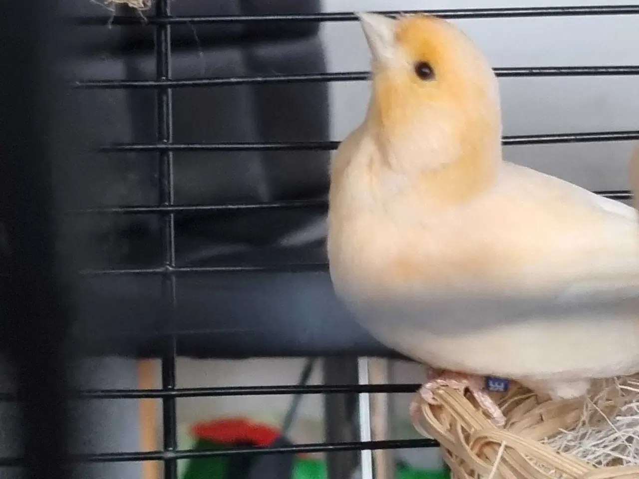 Billede 2 - 4 kanarier og 1 undulat