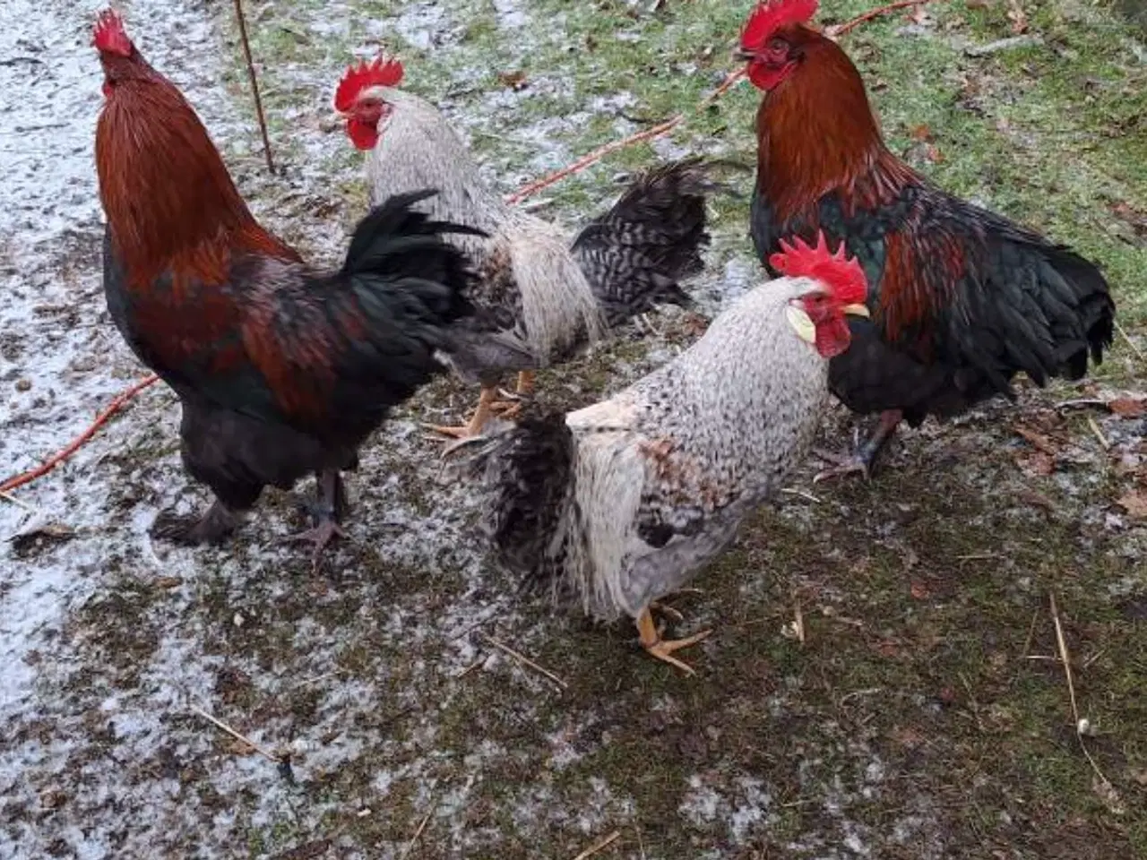 Billede 5 - Cream Lagbar og Sort Kobber Maran haner.