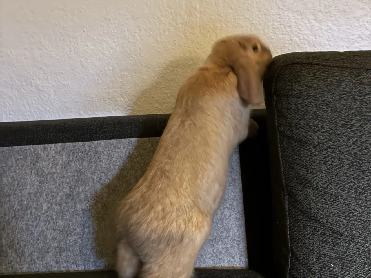 Billede 3 - Dejlig Hankanin søger nyt hjem 