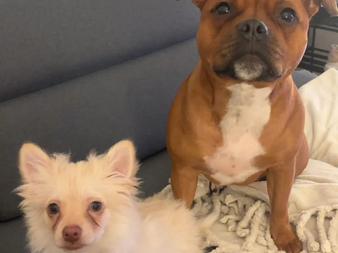 Billede 3 - Lang håret chihuahua 