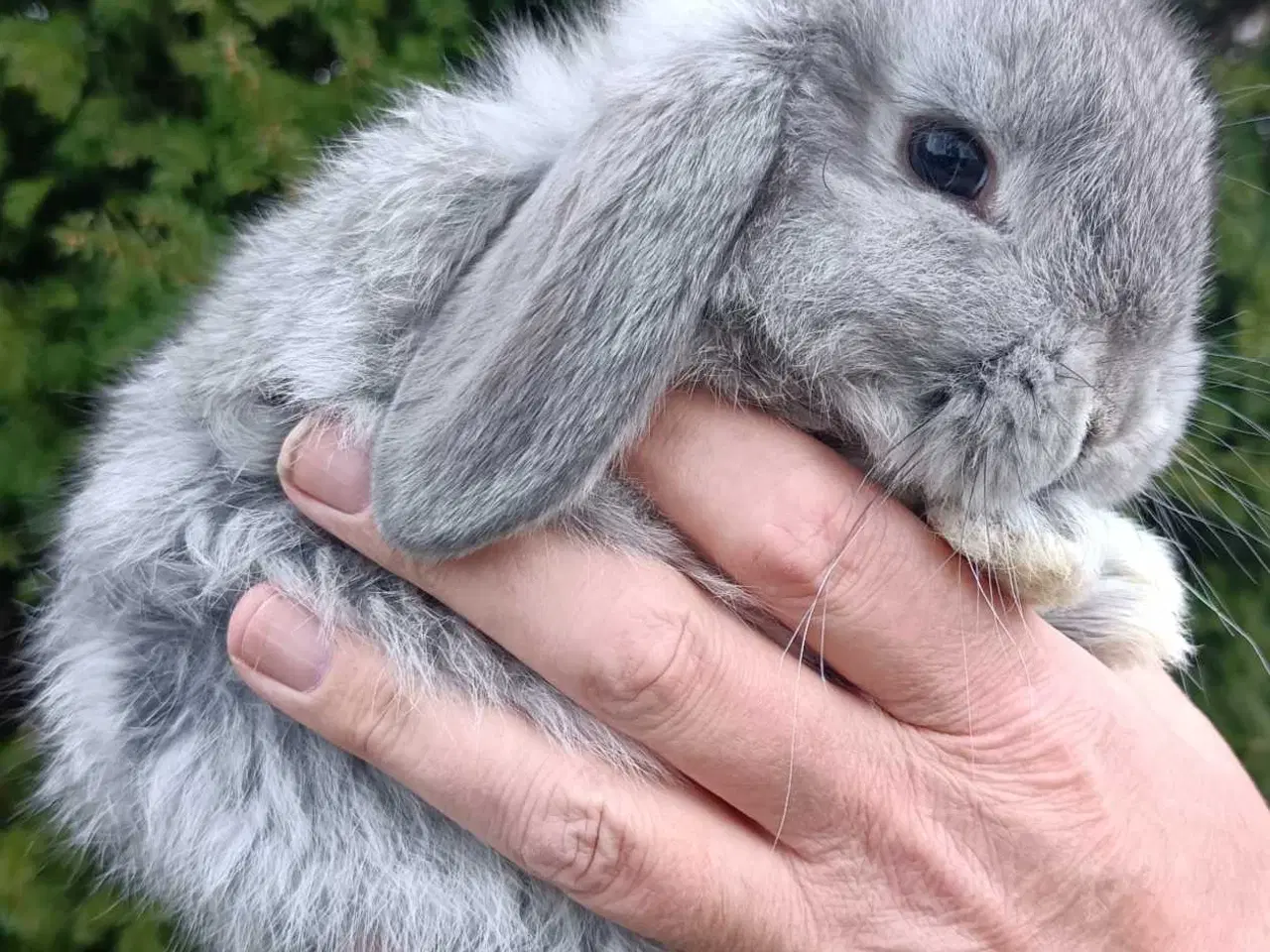 Billede 1 - Minilop/Dværg vædder unger.