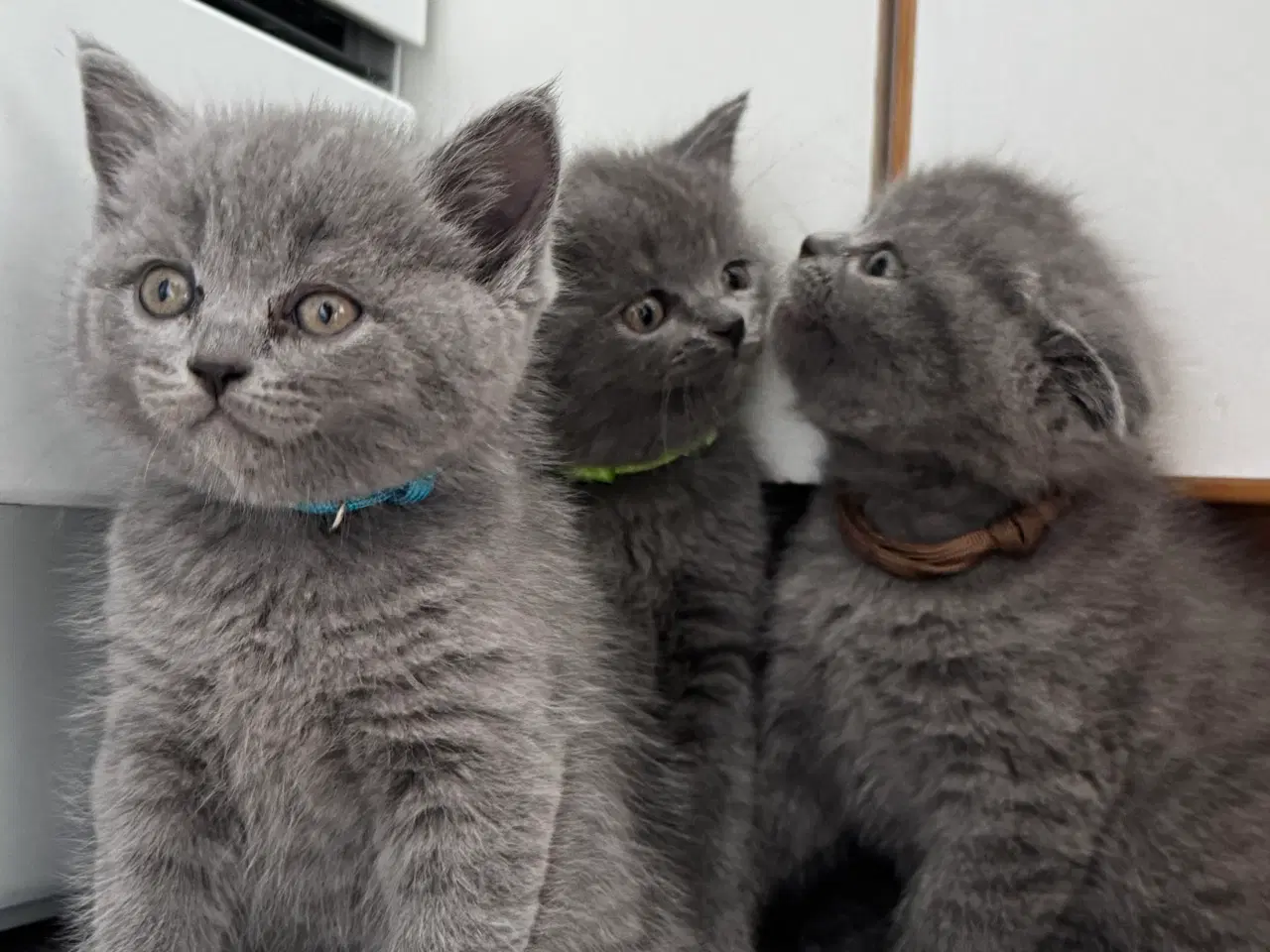 Billede 3 - British shorthair 