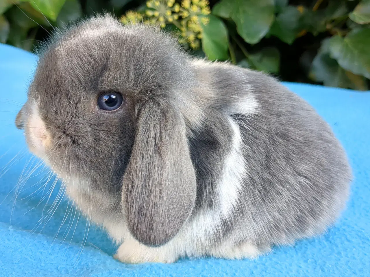 Billede 5 - Minilop kaninunger sælges 