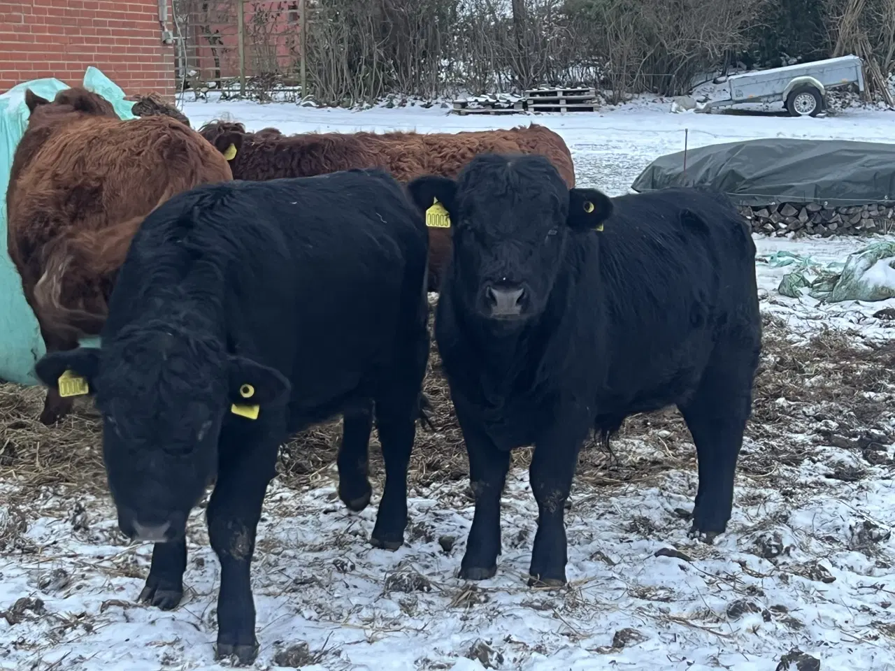 Billede 1 - Dexter tyrekalve