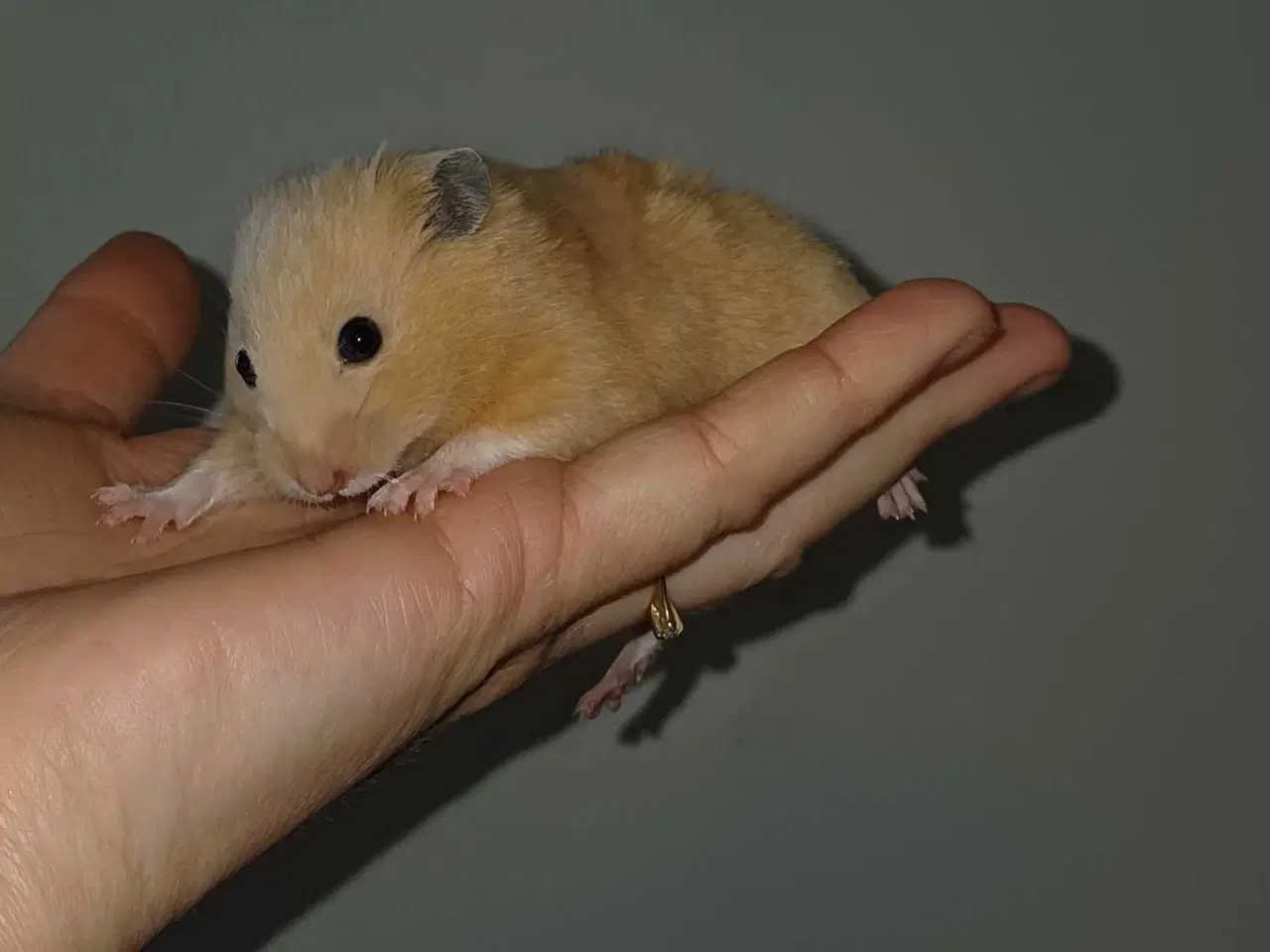 Billede 6 - Guldhamster unger