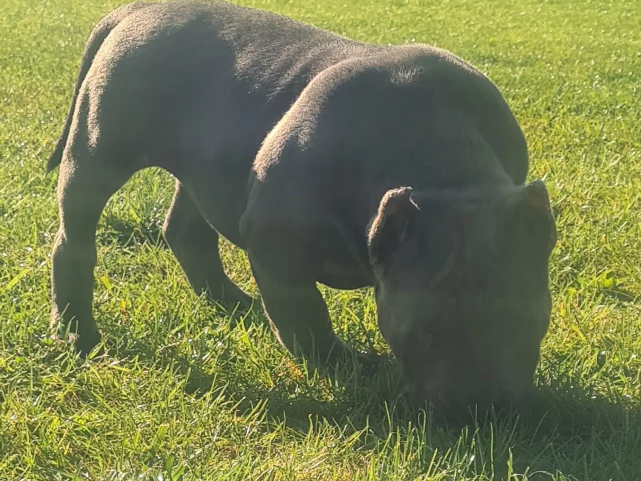 Billede 7 - American Bully Dreng 