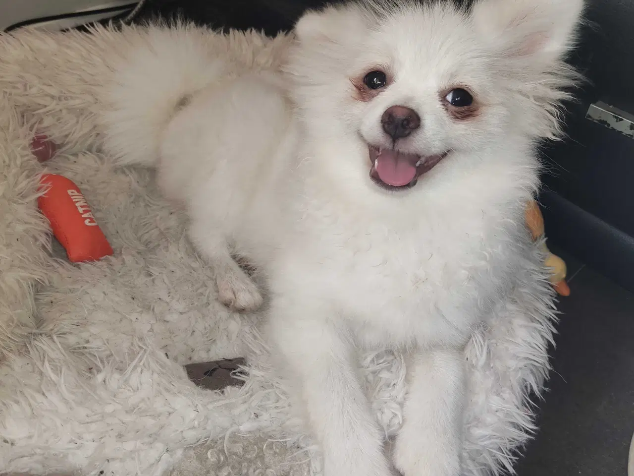 Billede 6 - Mini Pomeranian 