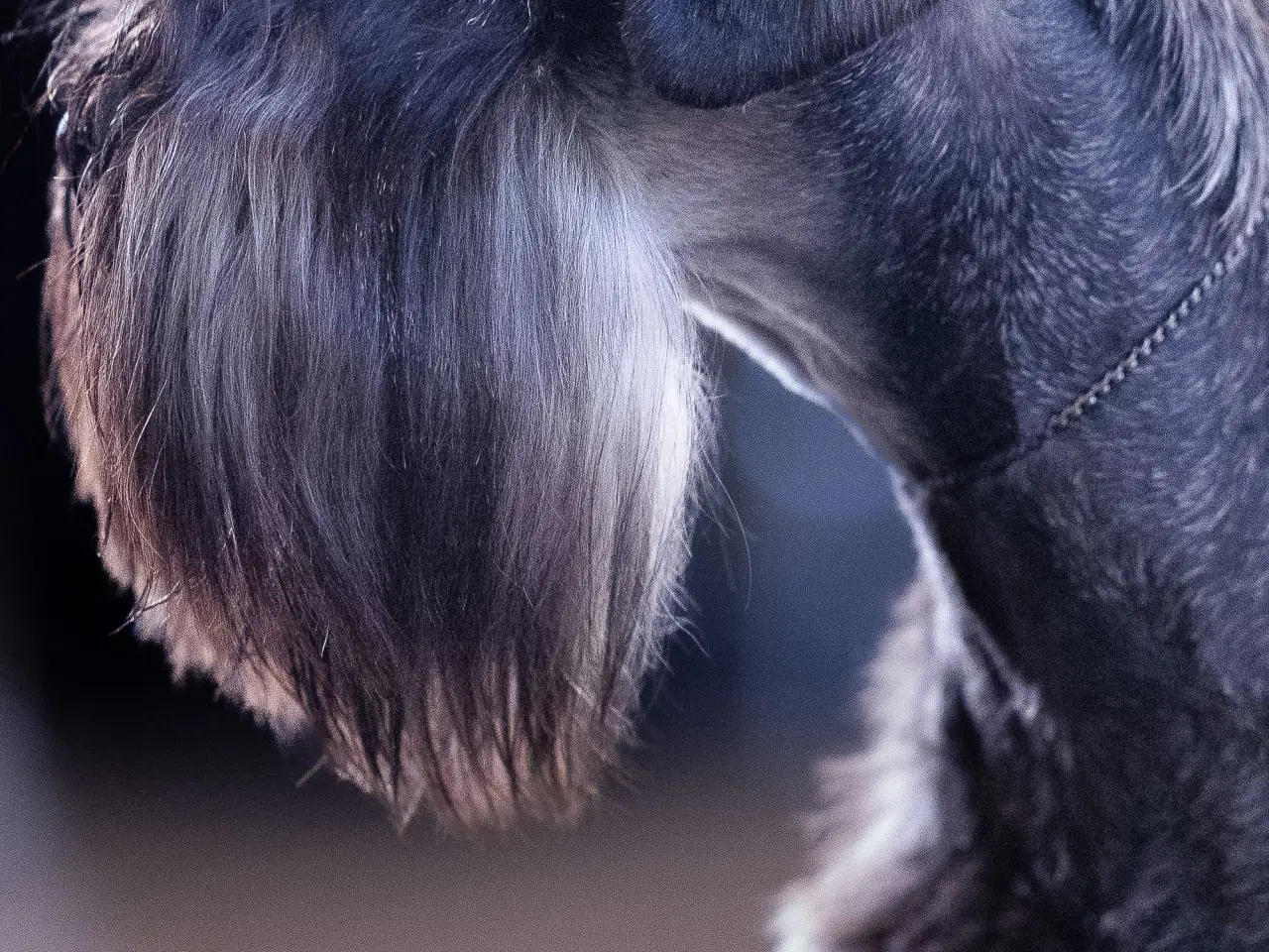 Billede 3 - Miniature Schnauzer – kommende kuld Garywild FCI