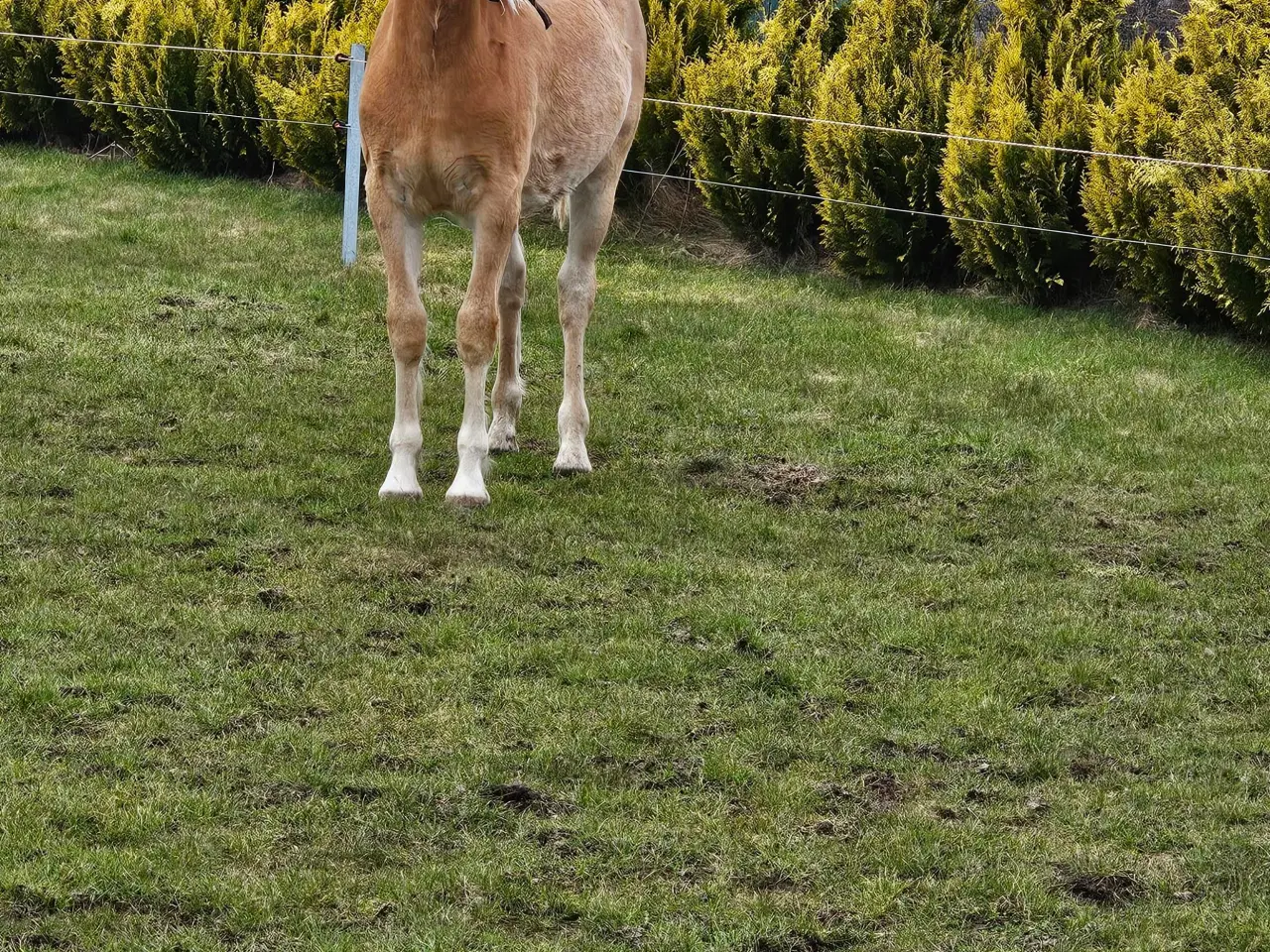 Billede 2 - Charme, selvtillid og mega lækkert hår