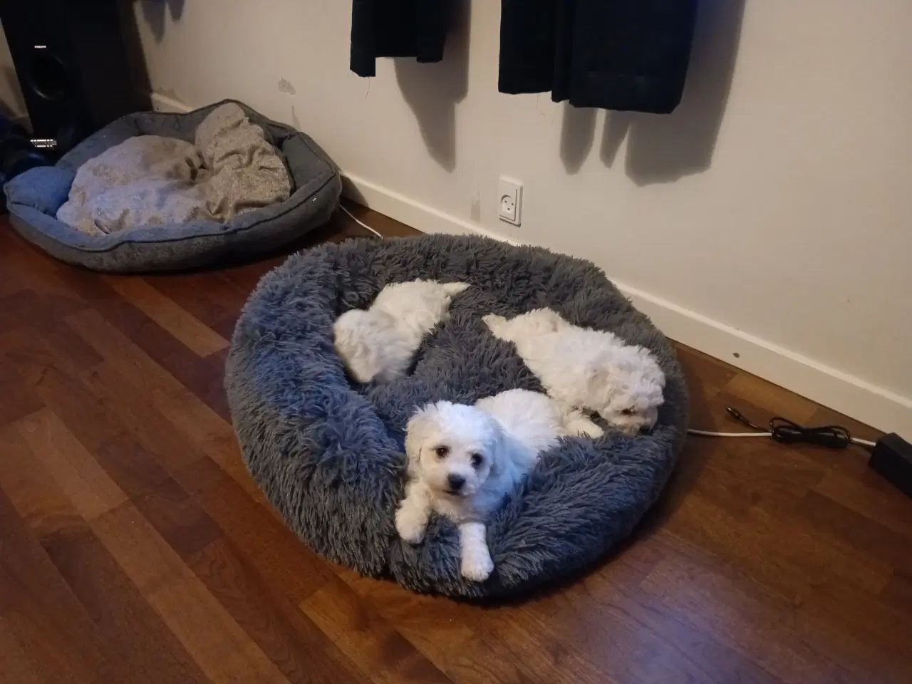 Billede 2 - Bichon Frise