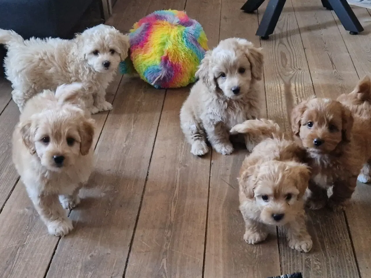 Billede 12 - Havapoo Bamser Puddel & Bichon Havanais