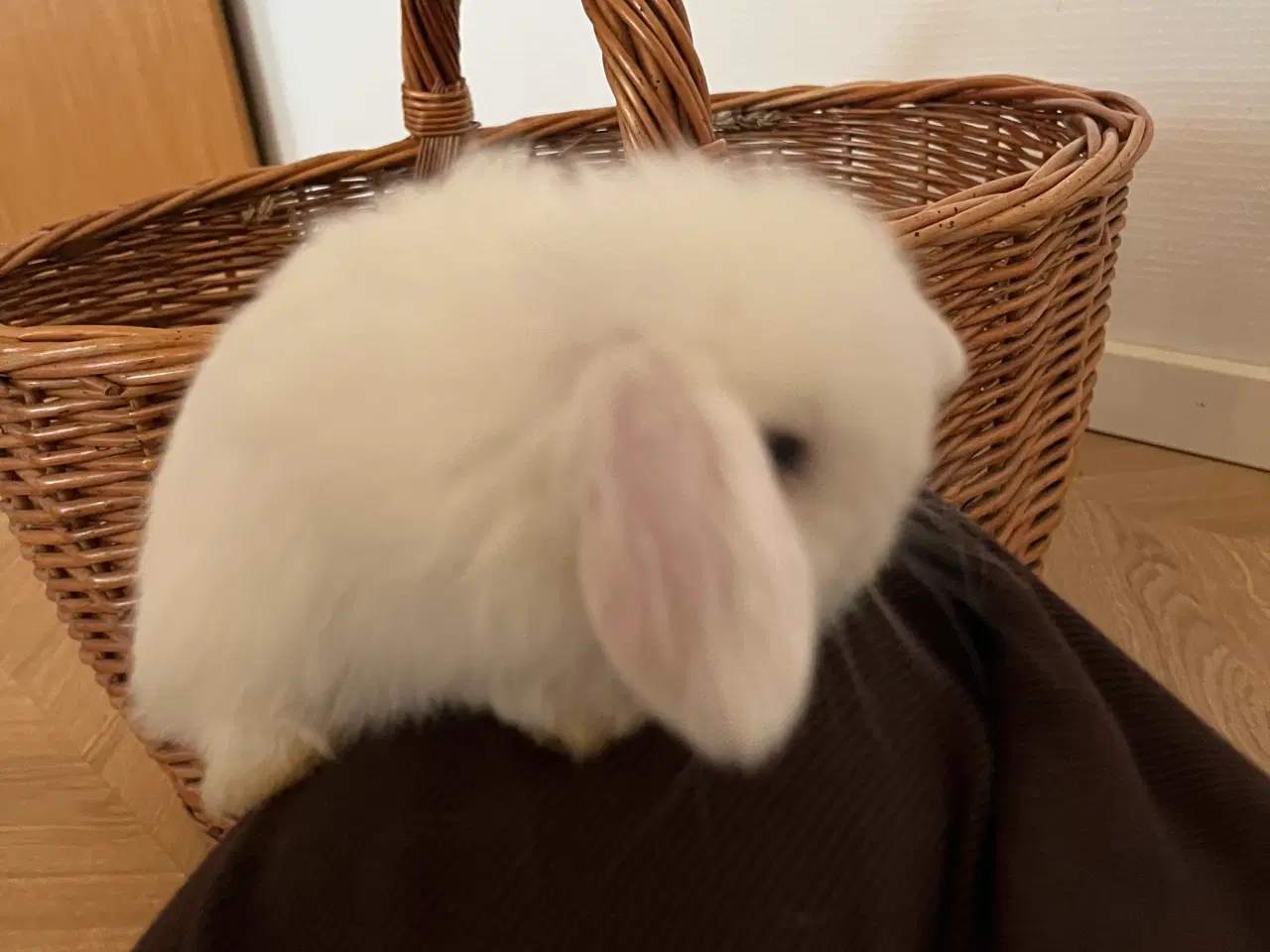 Billede 10 - 5 minilop unger på 8 uger