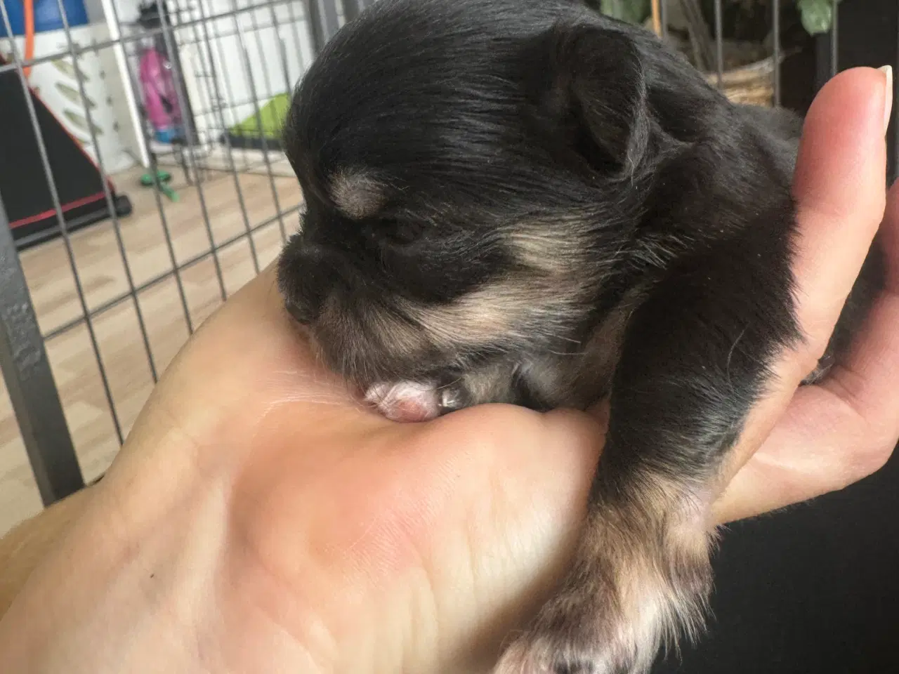 Billede 12 - Mini Chihuahua