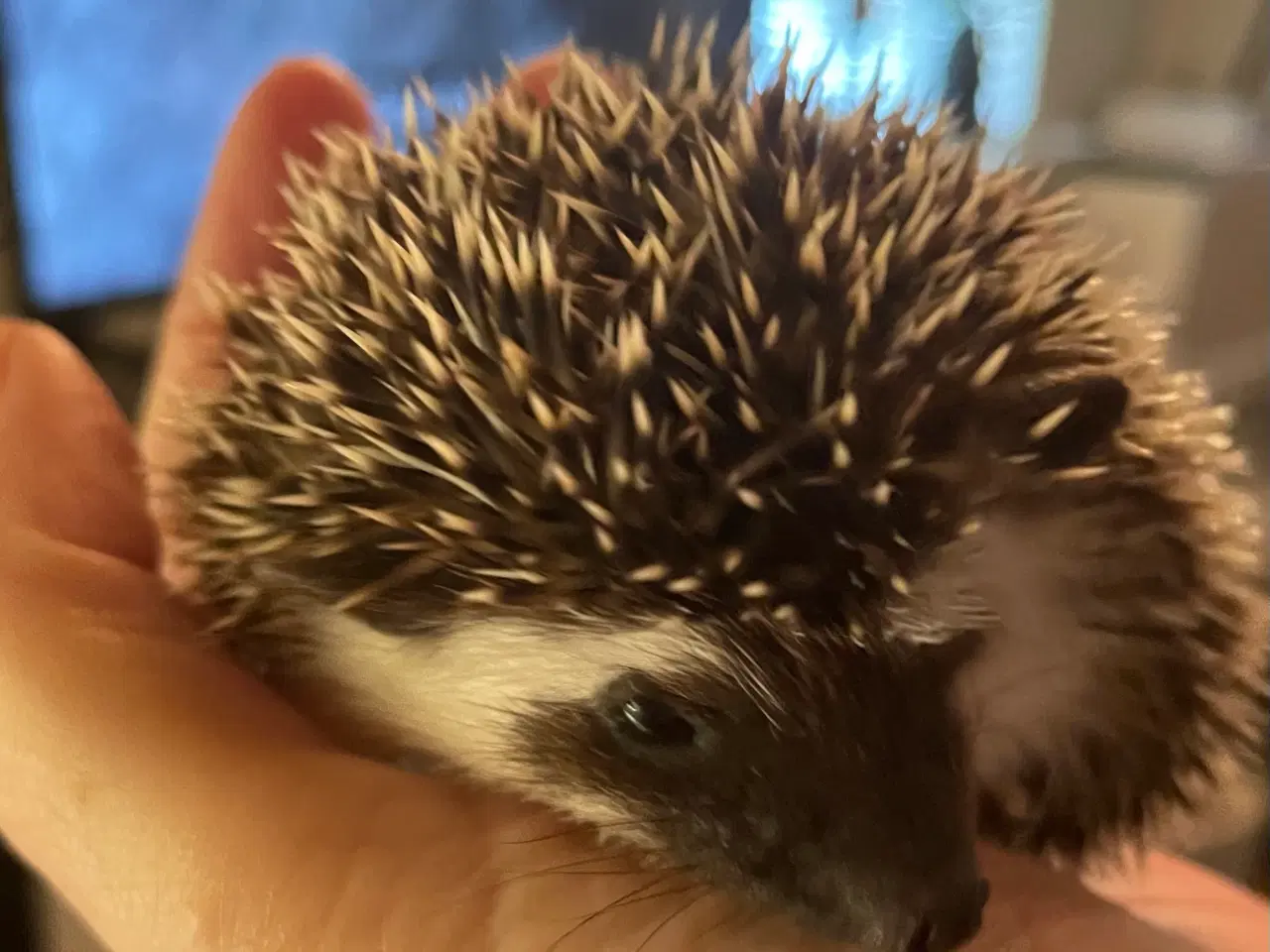 Billede 3 - Afrikansk Pygmæ Pindsvin