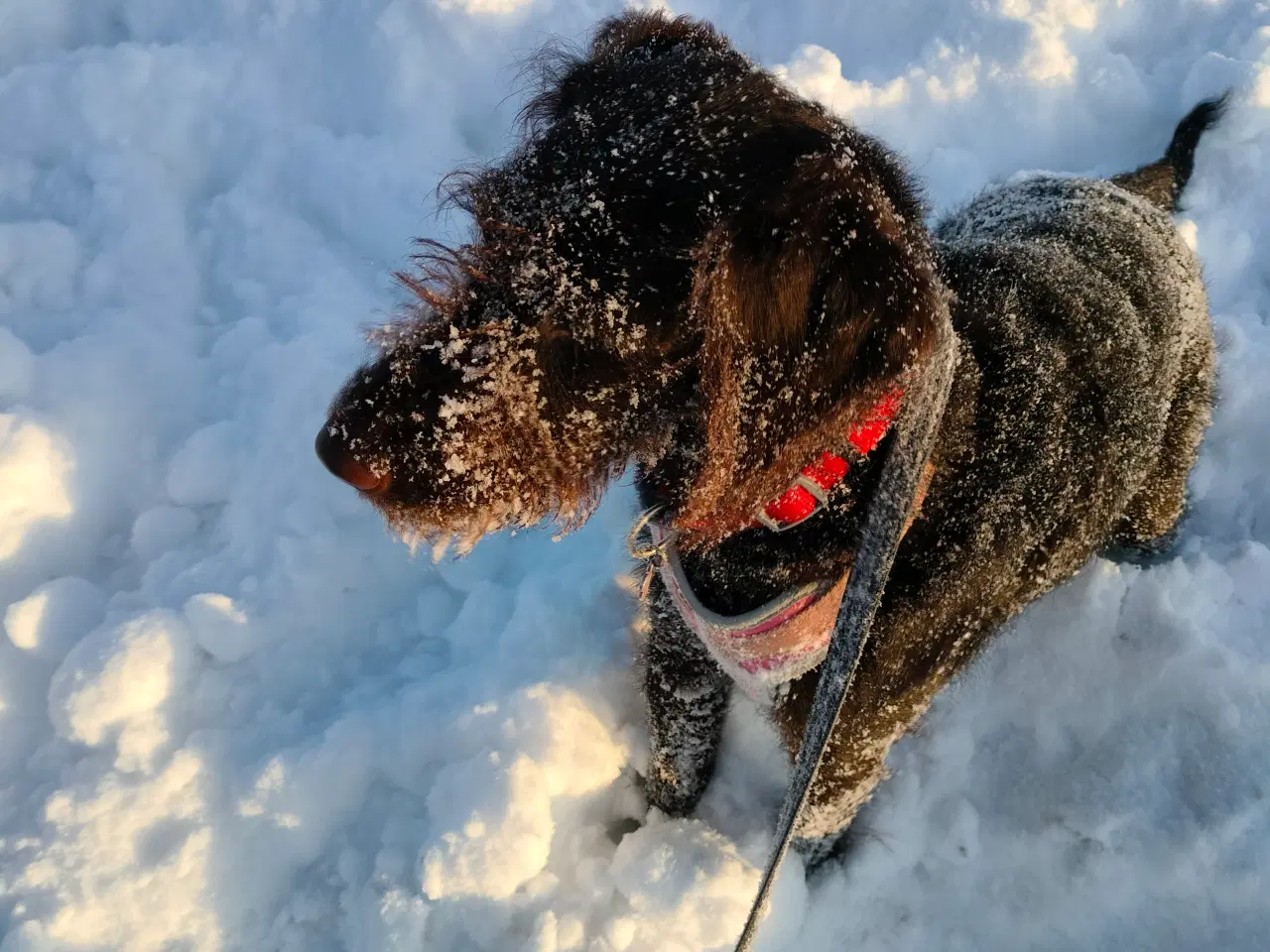 Billede 2 - Min dejlige hund er til salg