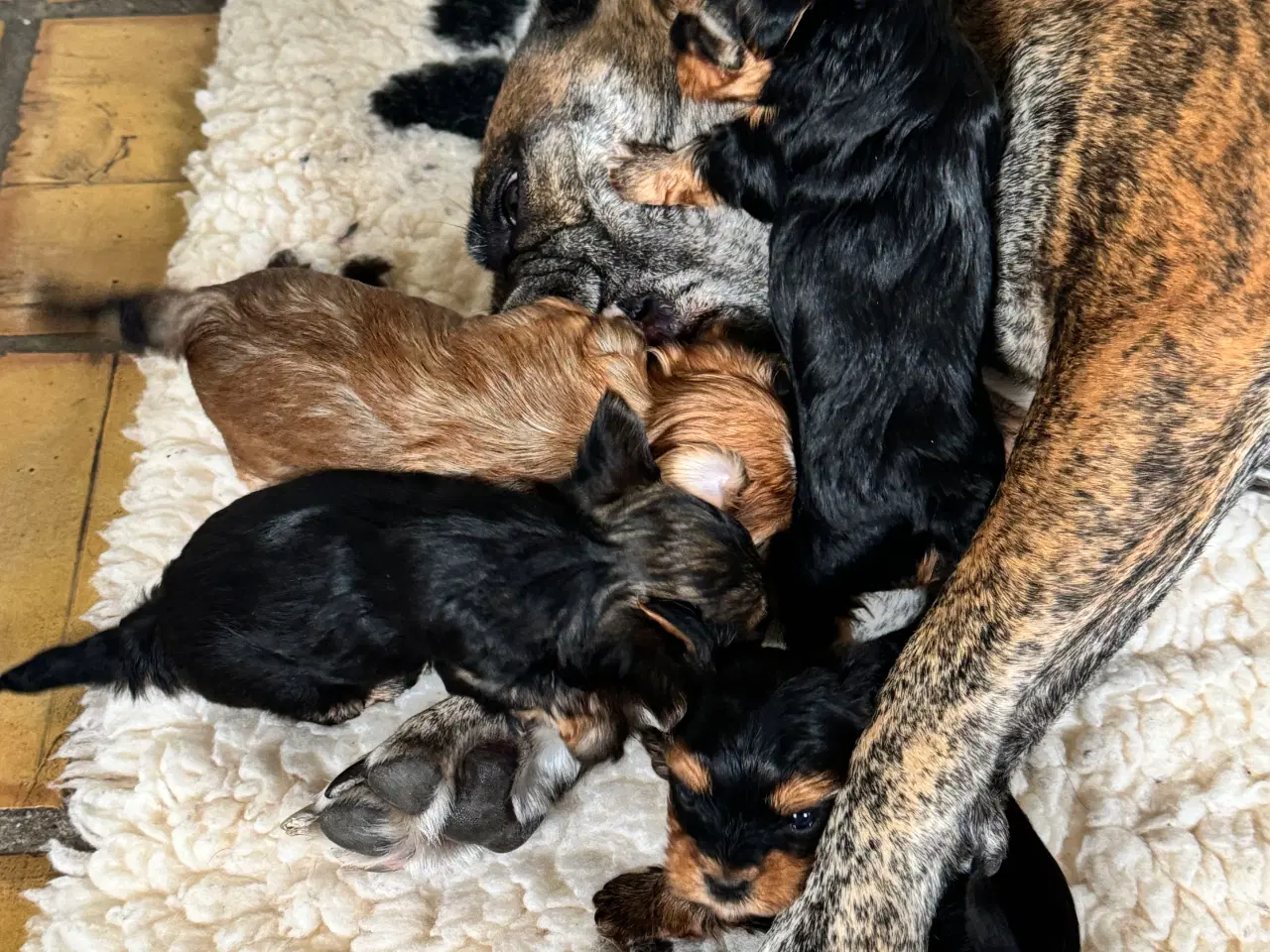 Billede 5 - Yorkshire Terrier Hvalpe