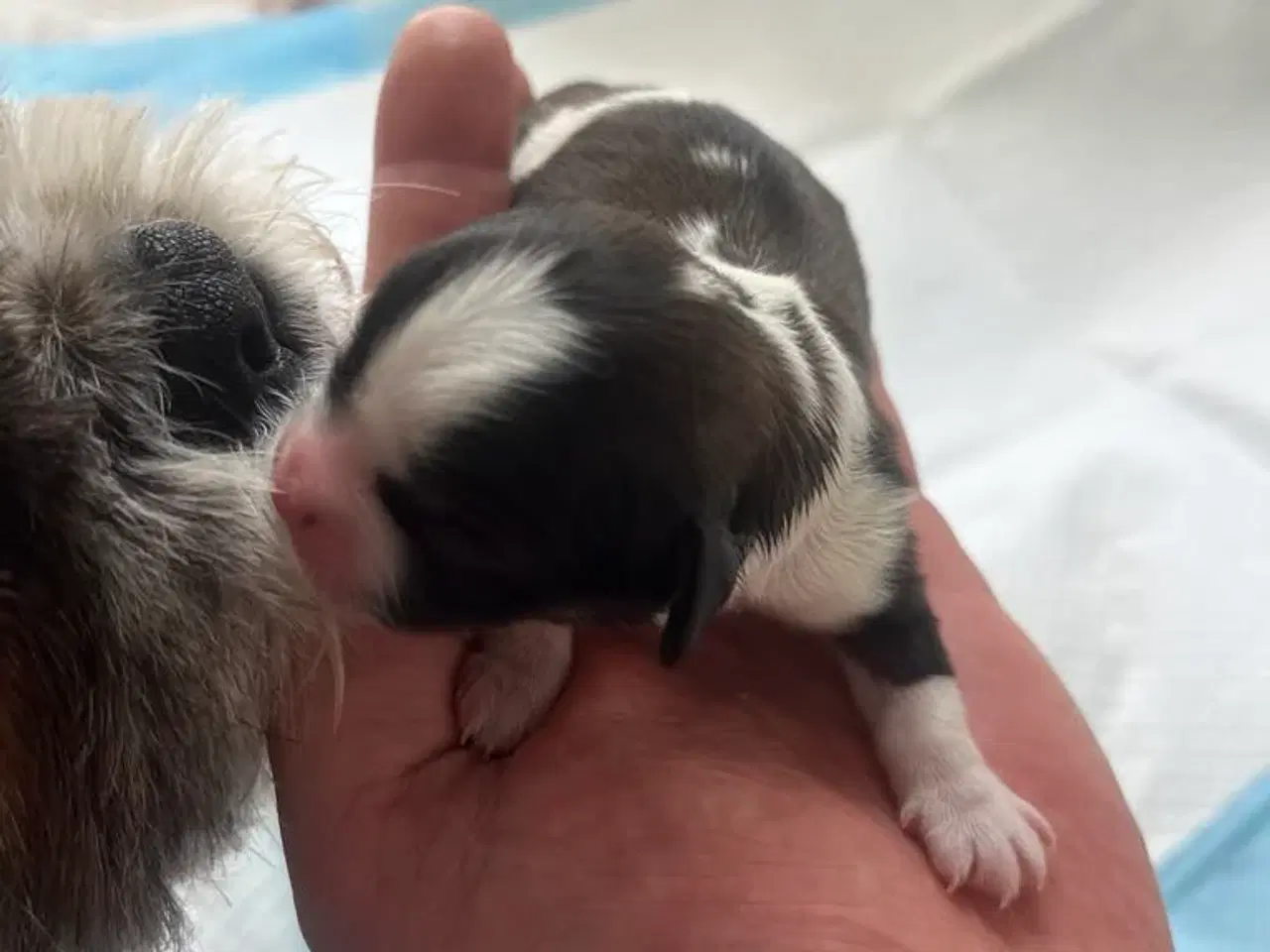 Billede 4 - Shih Tzu blanding