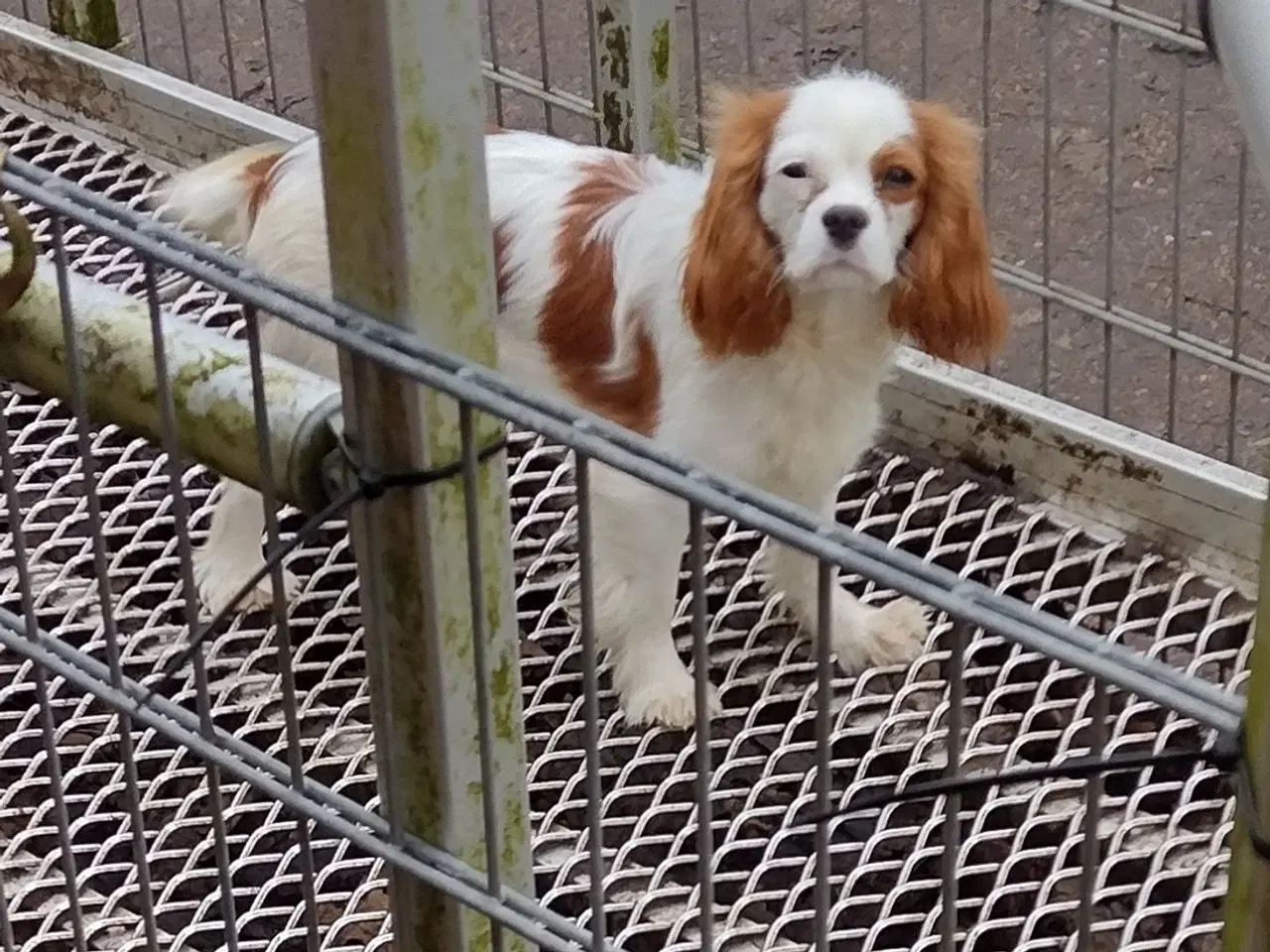 Billede 9 - Pommeranian og cavalier søger nyt hjem