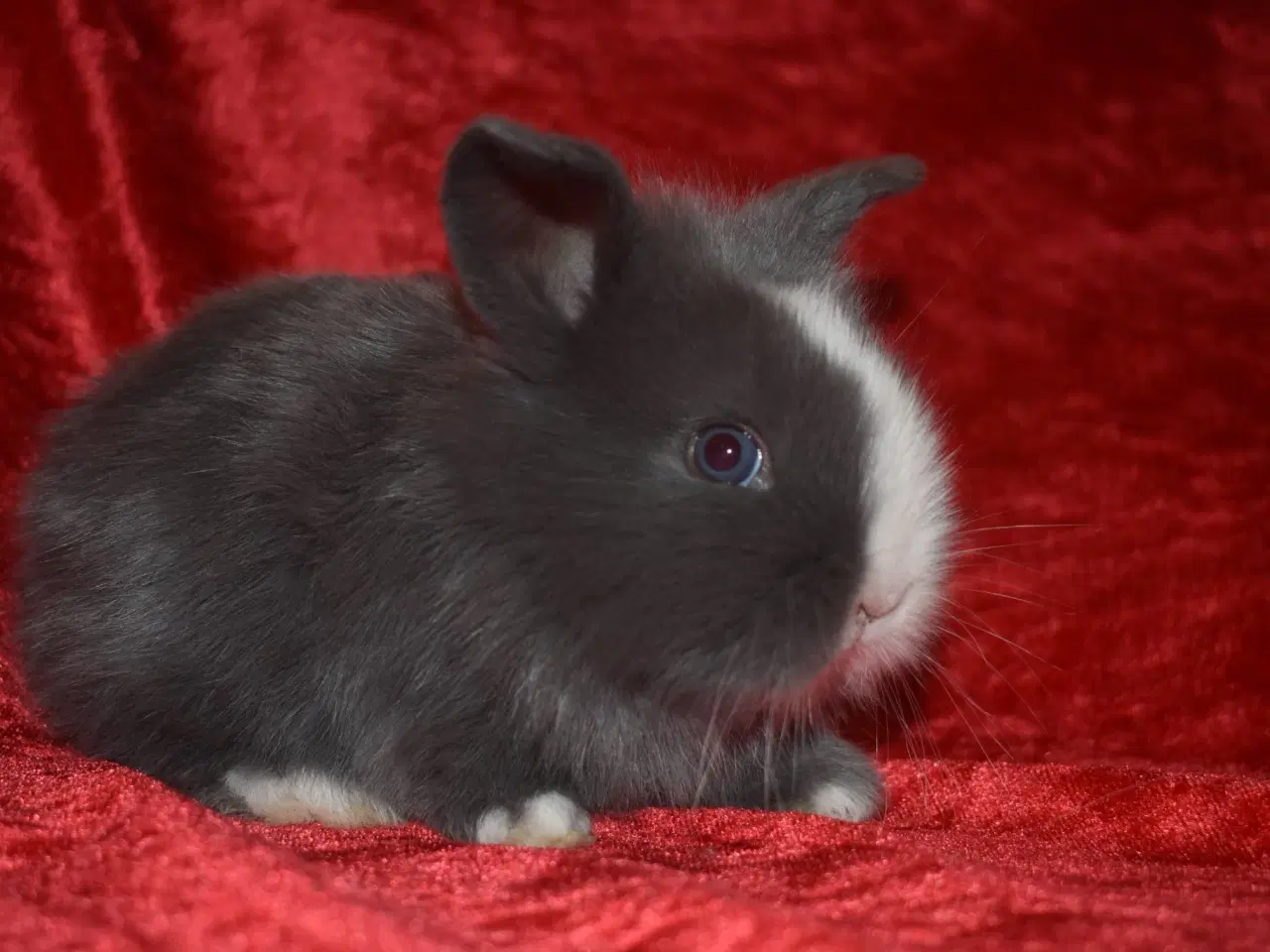 Billede 3 - Minilop/Teddy pige 