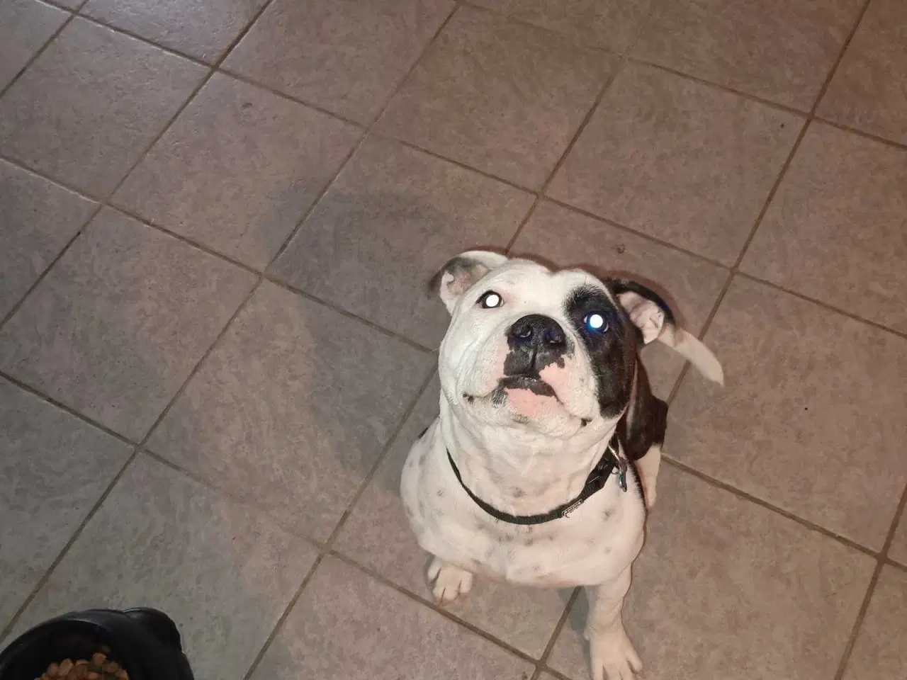 Billede 2 - Ægte sterffordshire bull terrier 