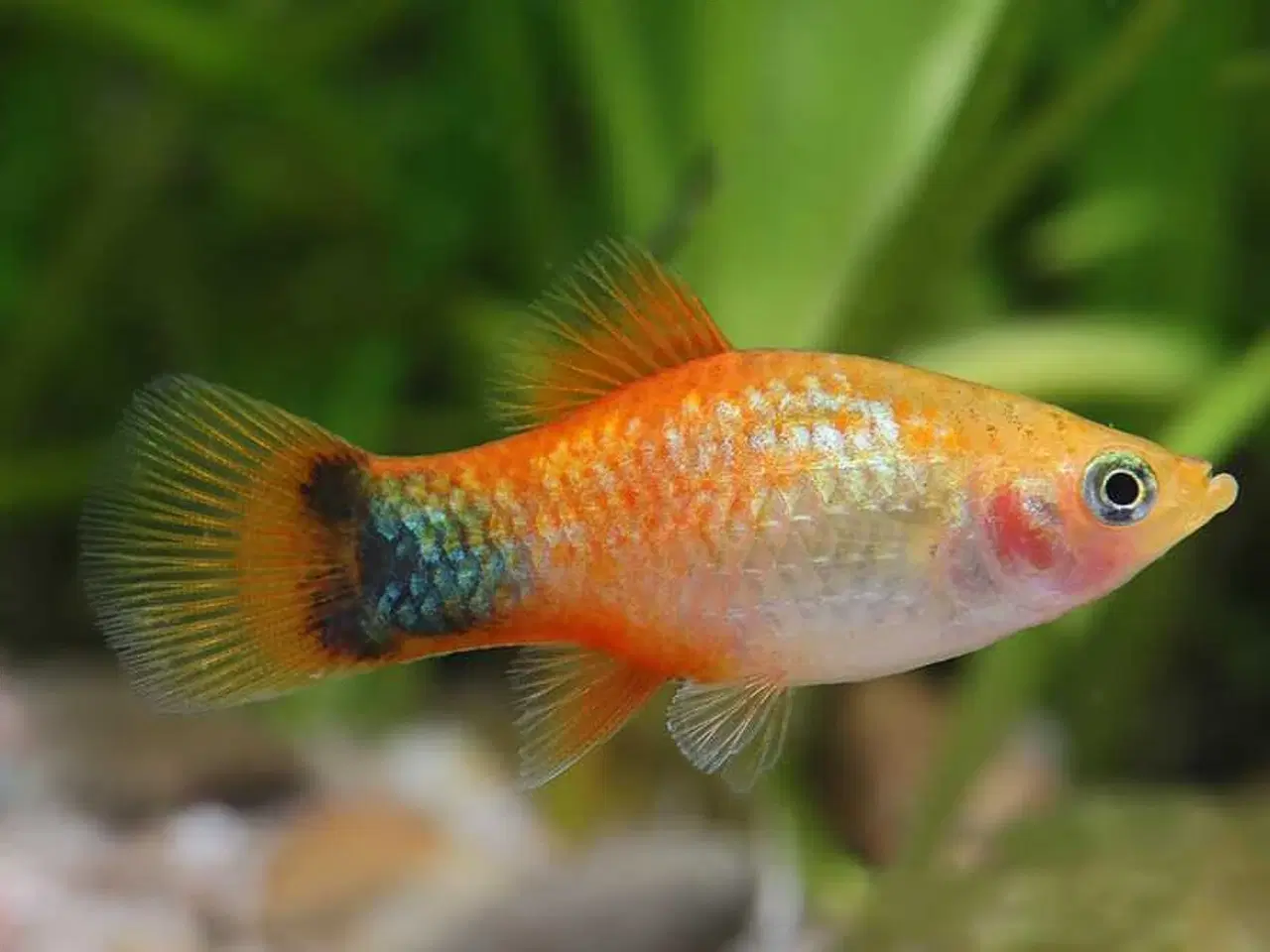 Billede 3 - akvarium inklusiv fisk