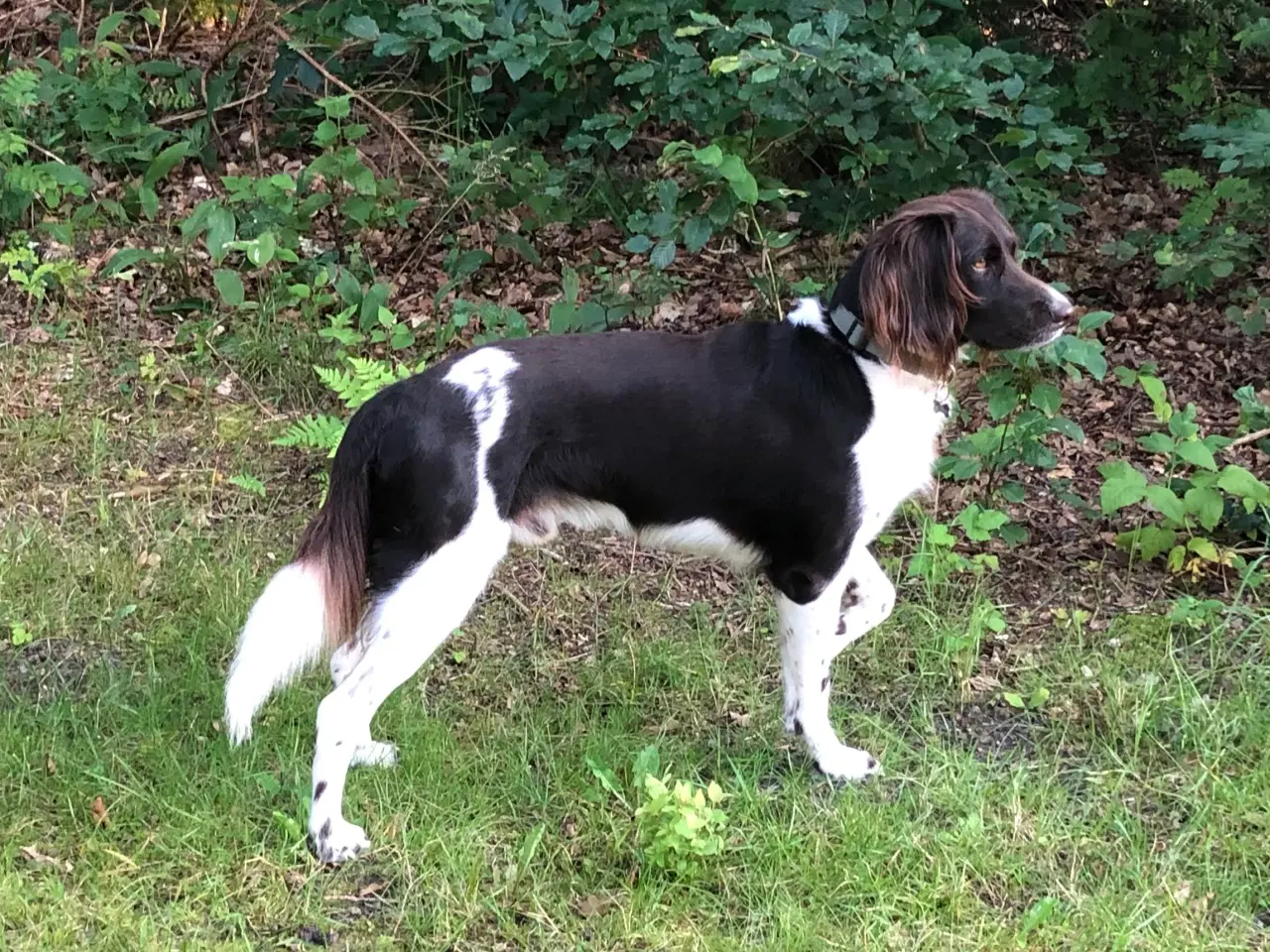 Billede 4 - Kleiner münsterländer hvalpe 