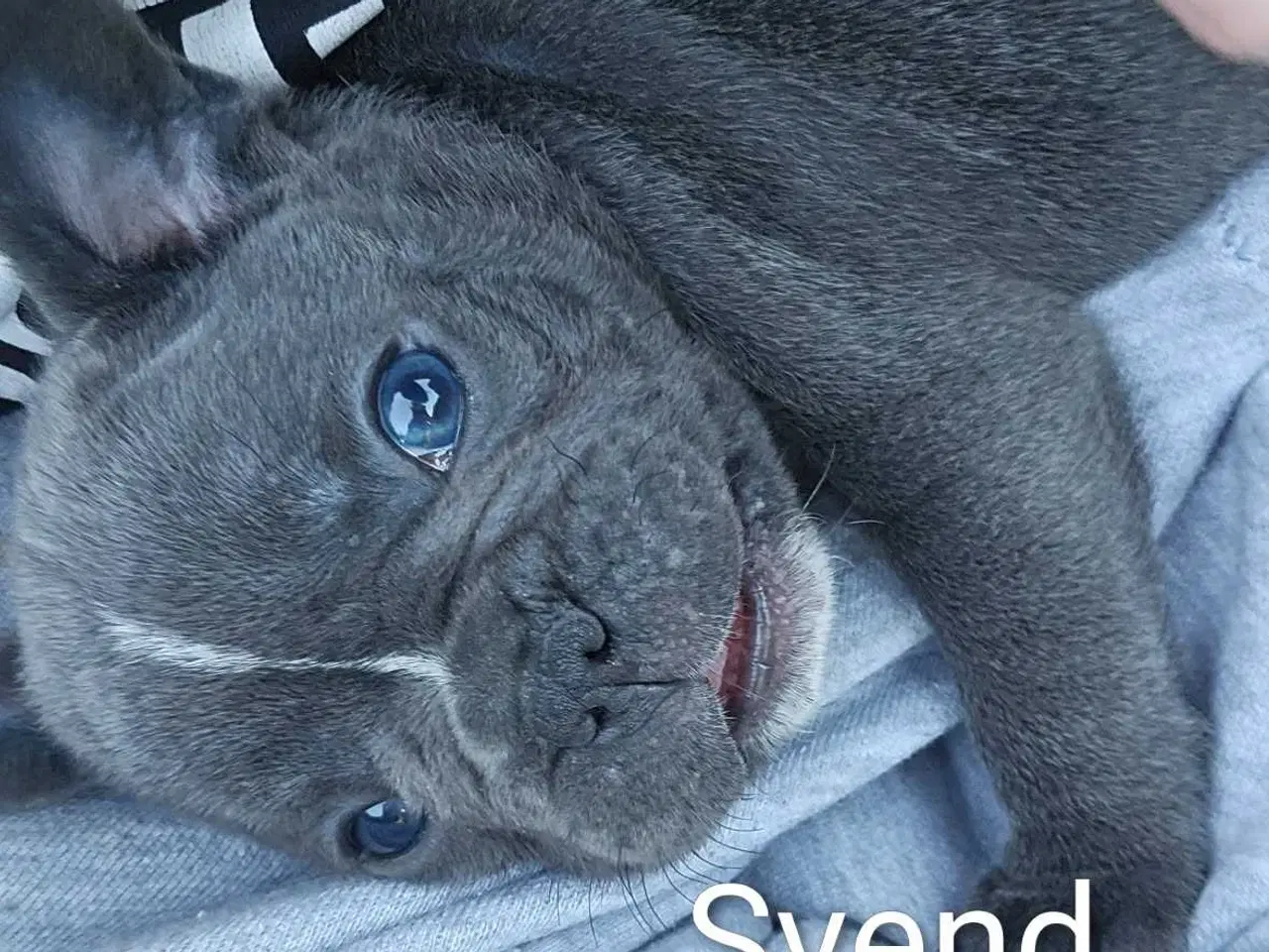 Billede 2 - Fransk  Bulldog 