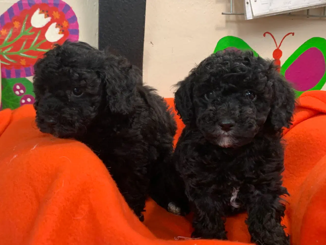 Billede 9 - Små fine mini Maltipoo babyer