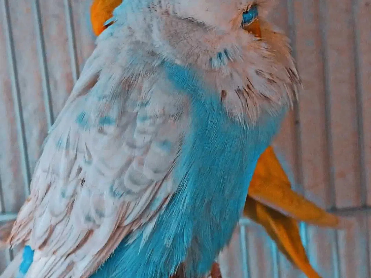 Billede 8 - Fin engelsk undulat han