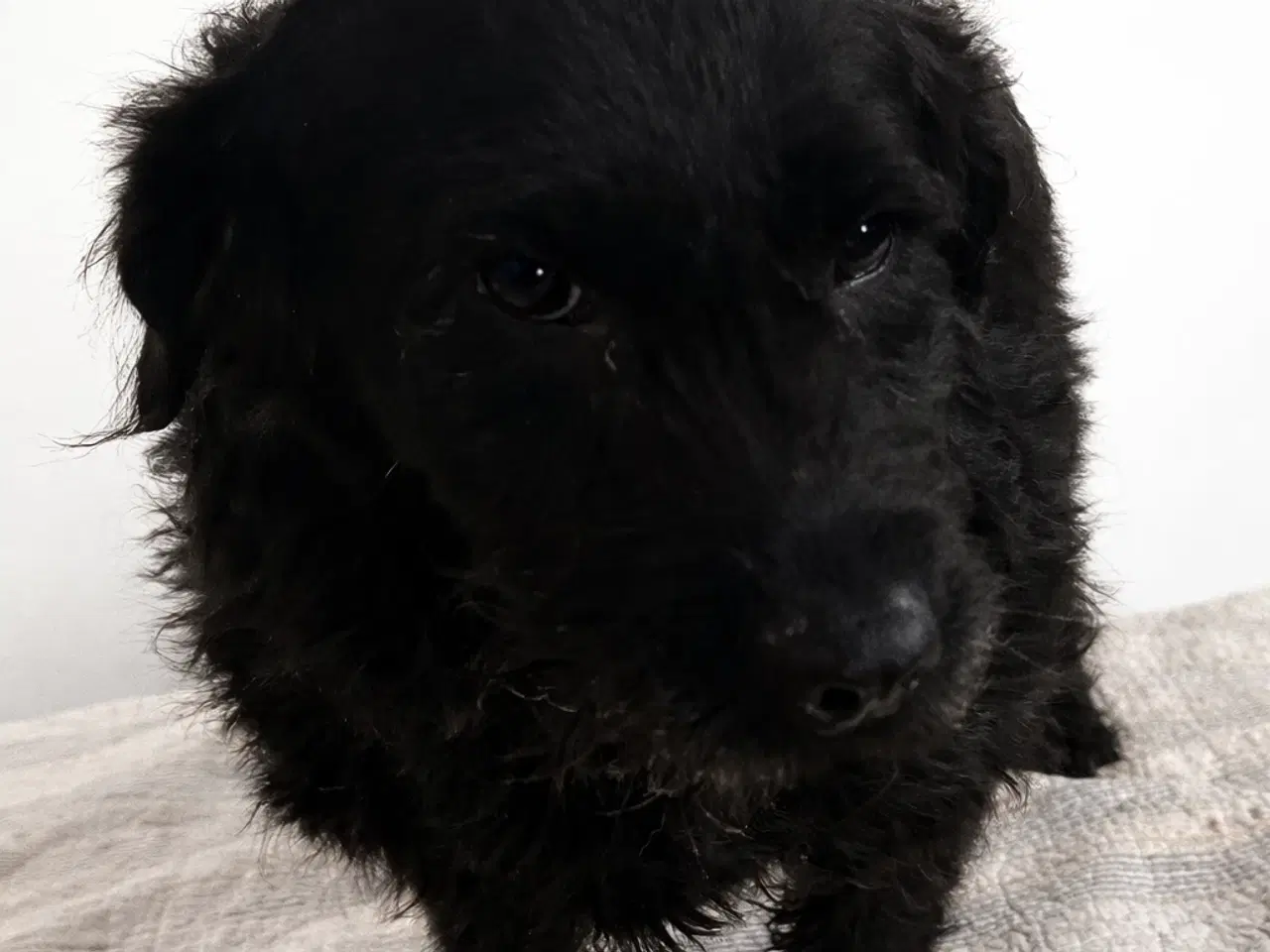 Billede 1 - Labradoodle F1, udstationering