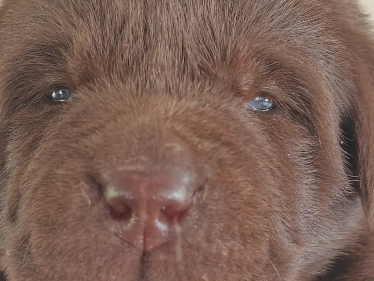 Billede 2 - Brun labrador hvalpe sælges 