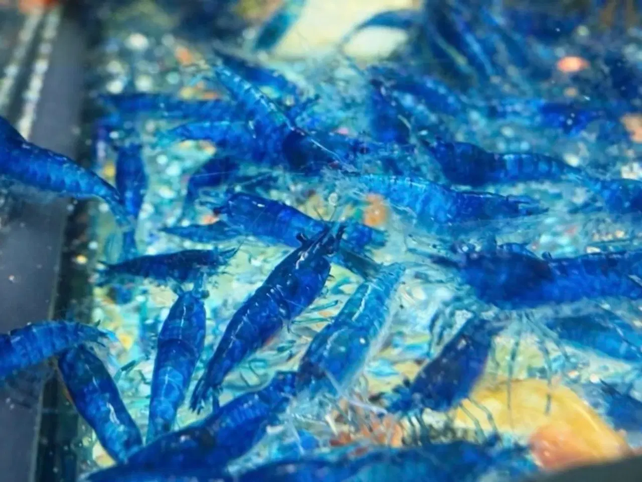 Billede 4 - 💙Flotte blå rejer