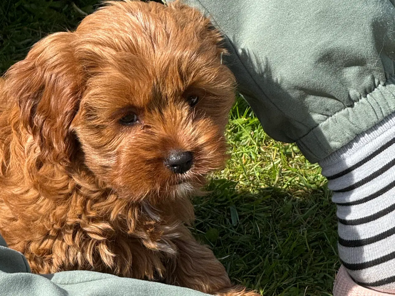 Billede 10 - Cavapoo Rejseklar 