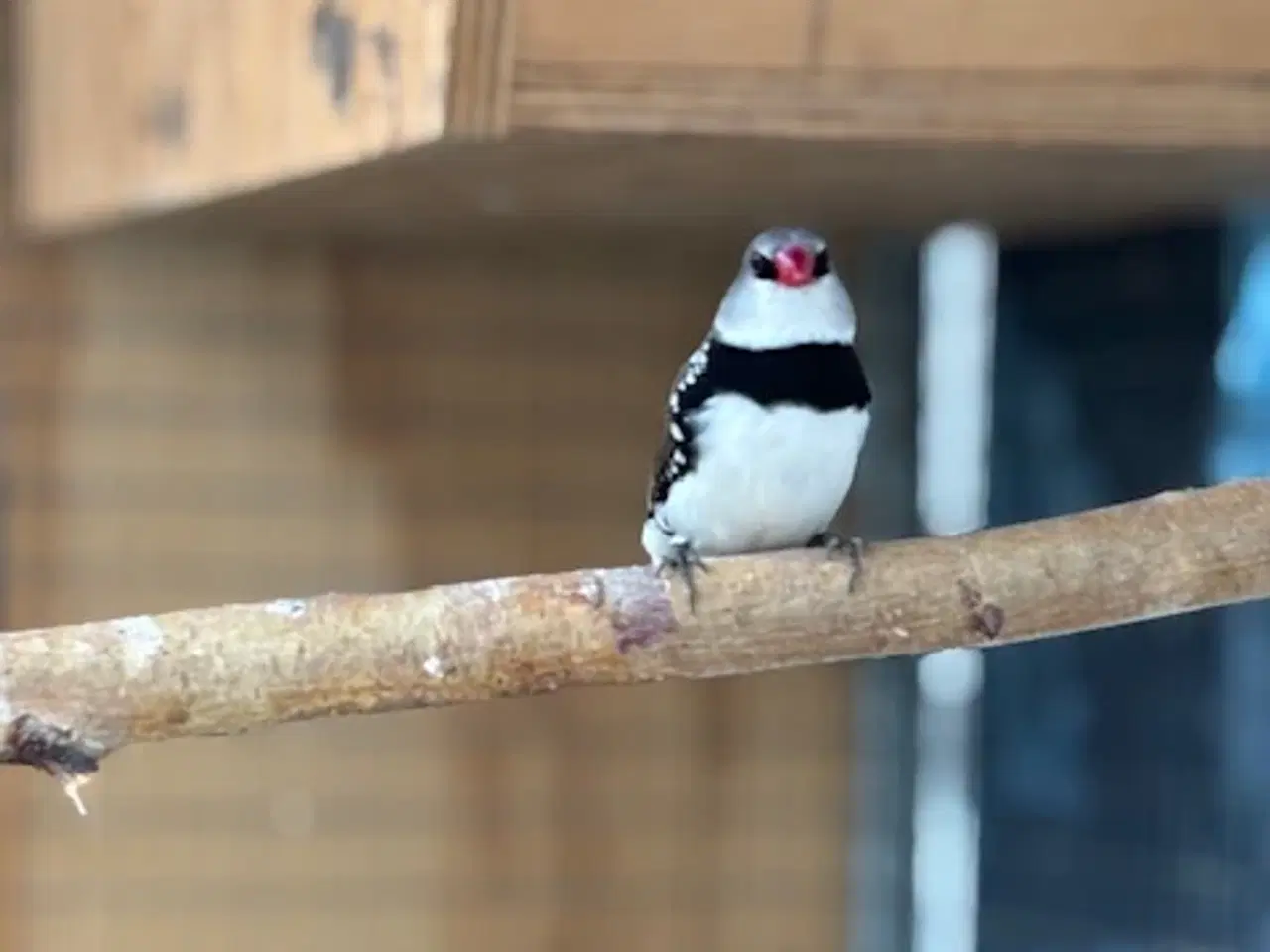 Billede 2 - diamantfinke