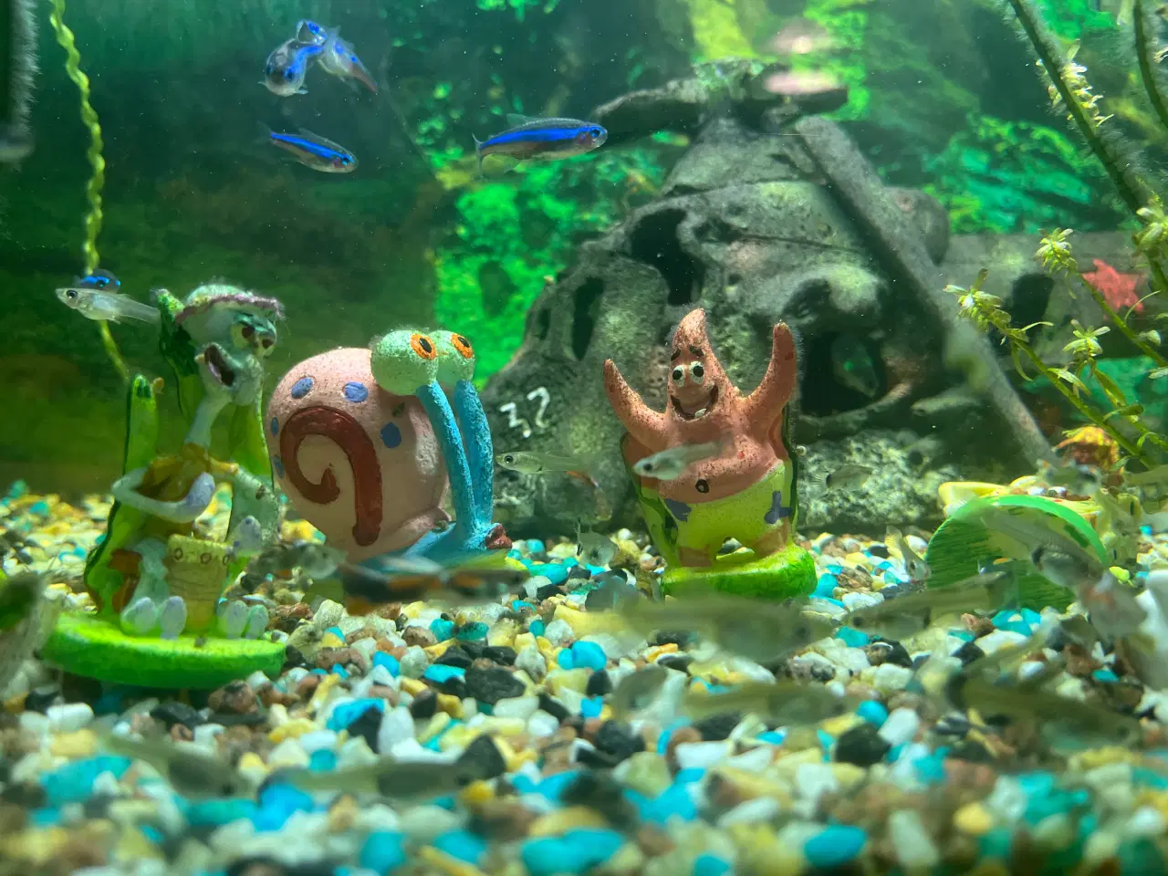Billede 5 - Akvarie fisk / Rejer/ Malle
