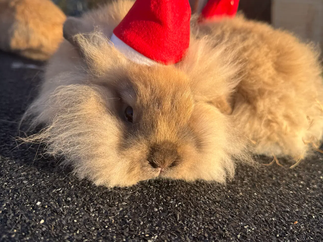 Billede 2 - Kanin unge 